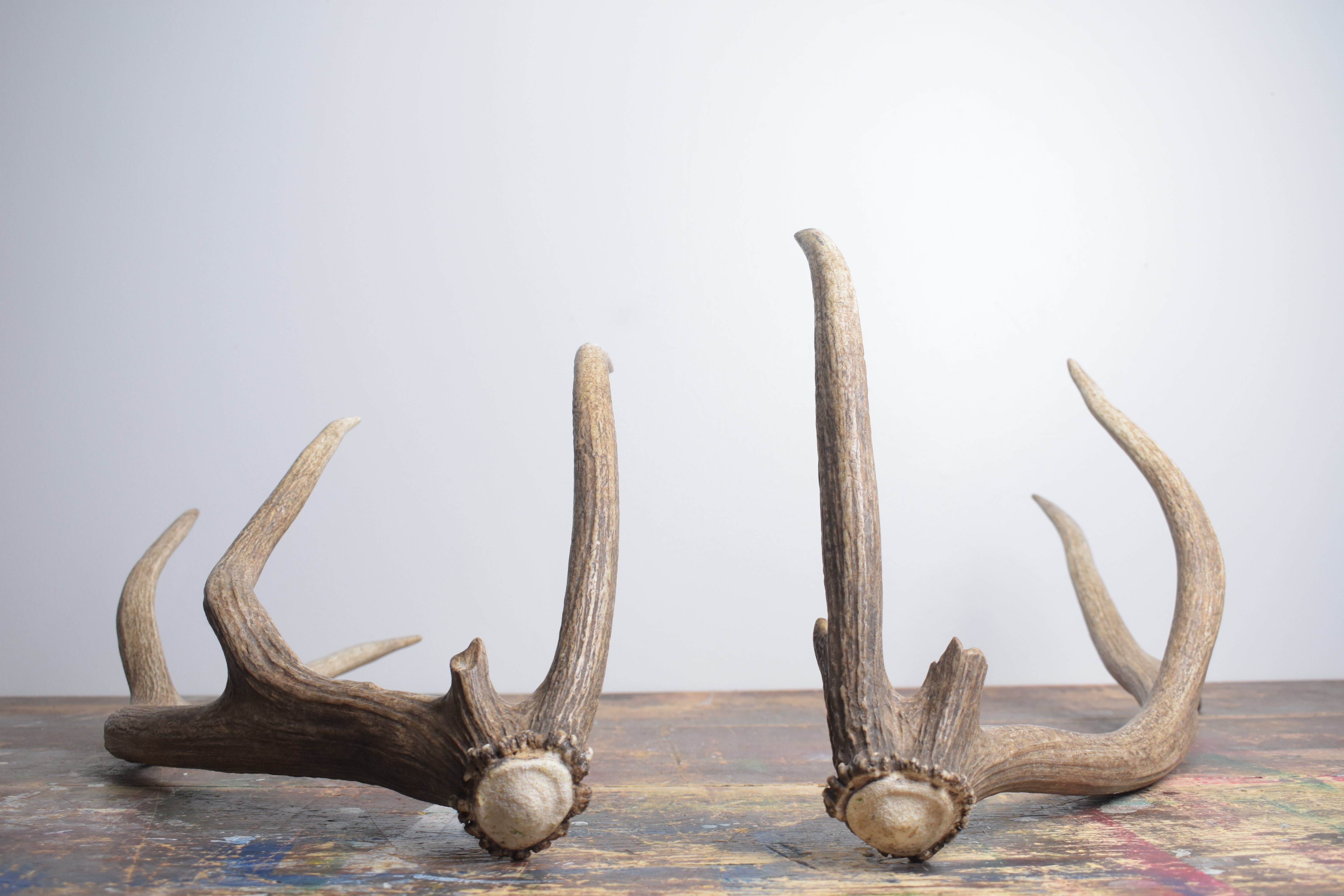 Elk Antler Set | Small | 151