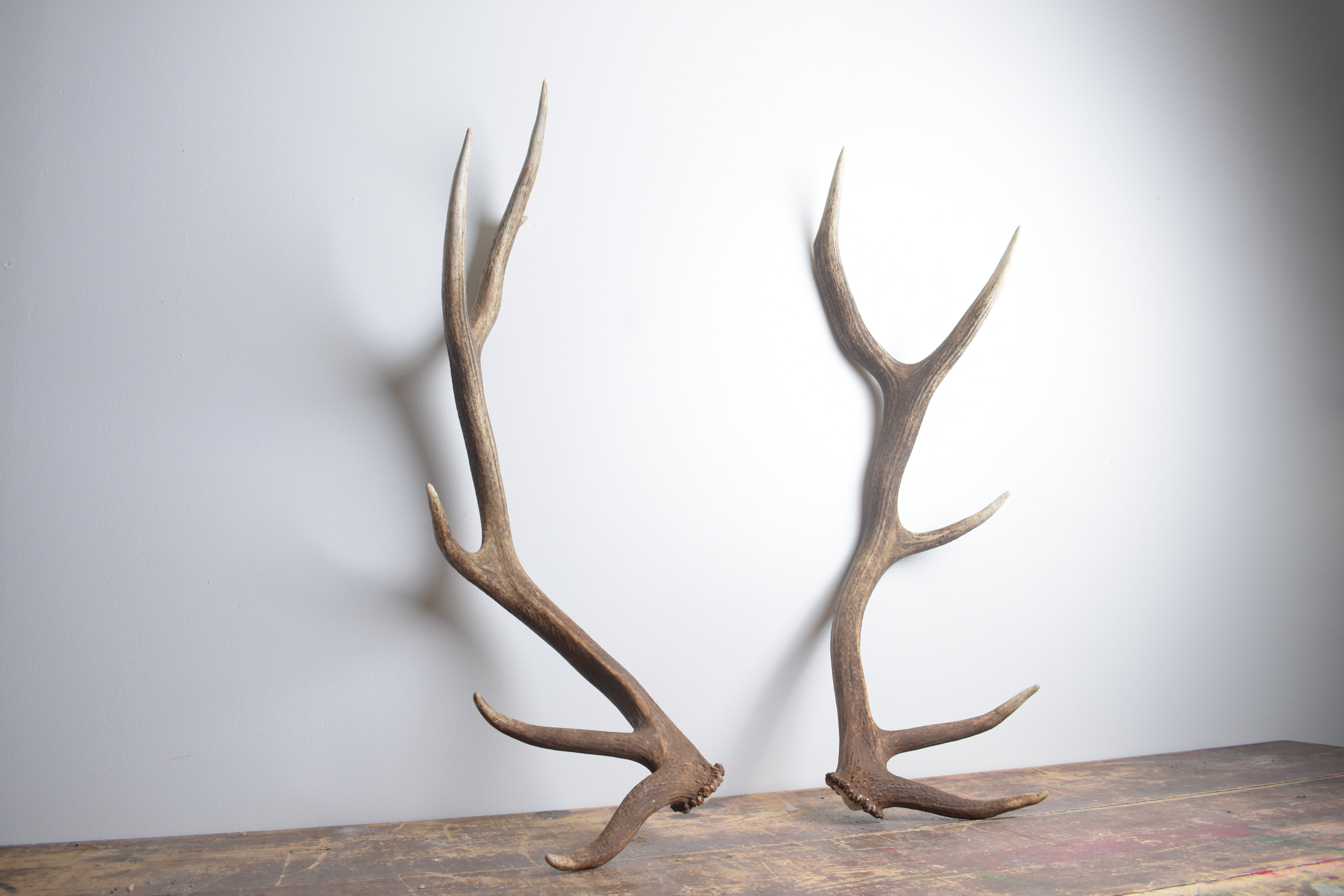 Elk Antler Set | Medium | 168