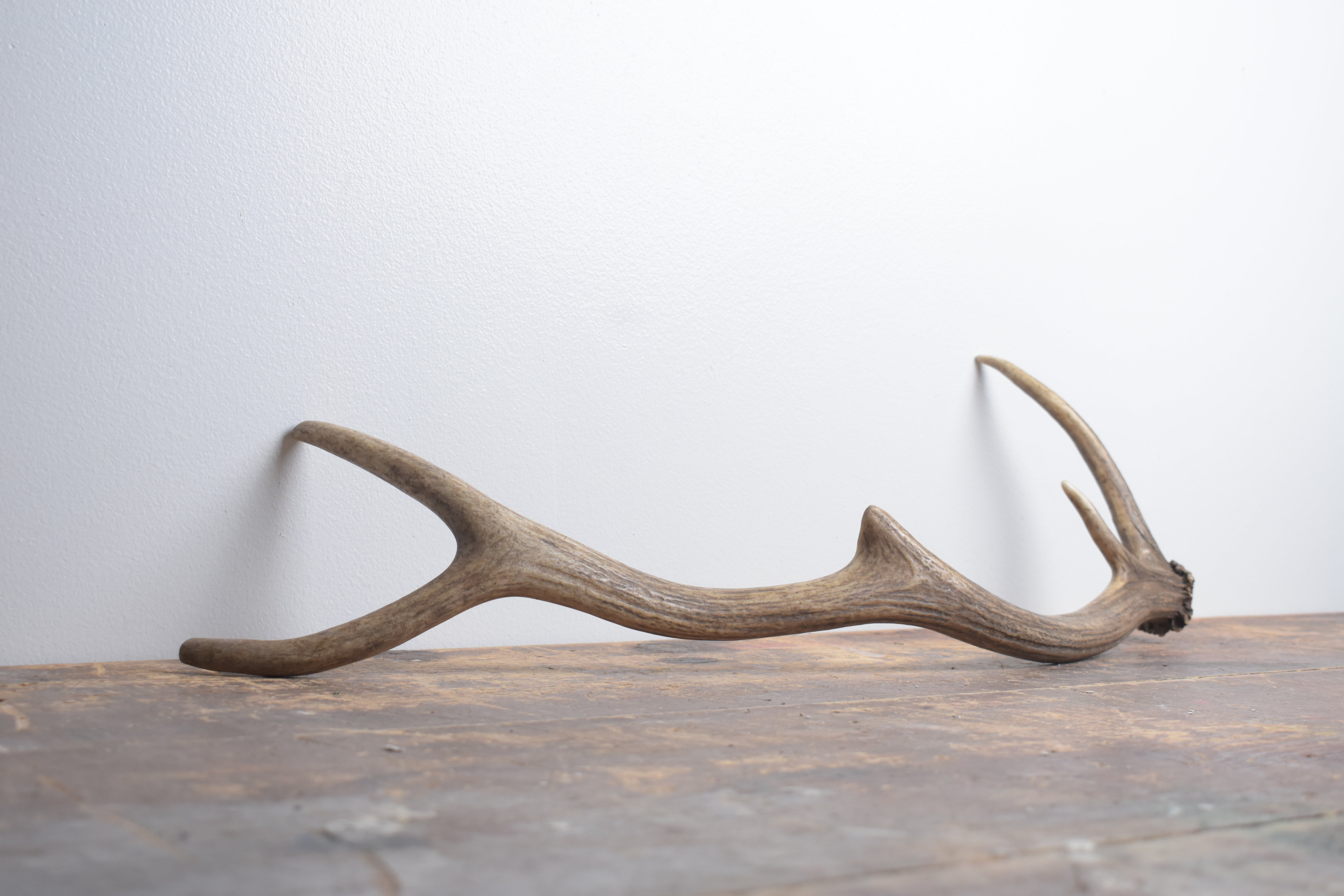 Elk Antler | Small Size | 150