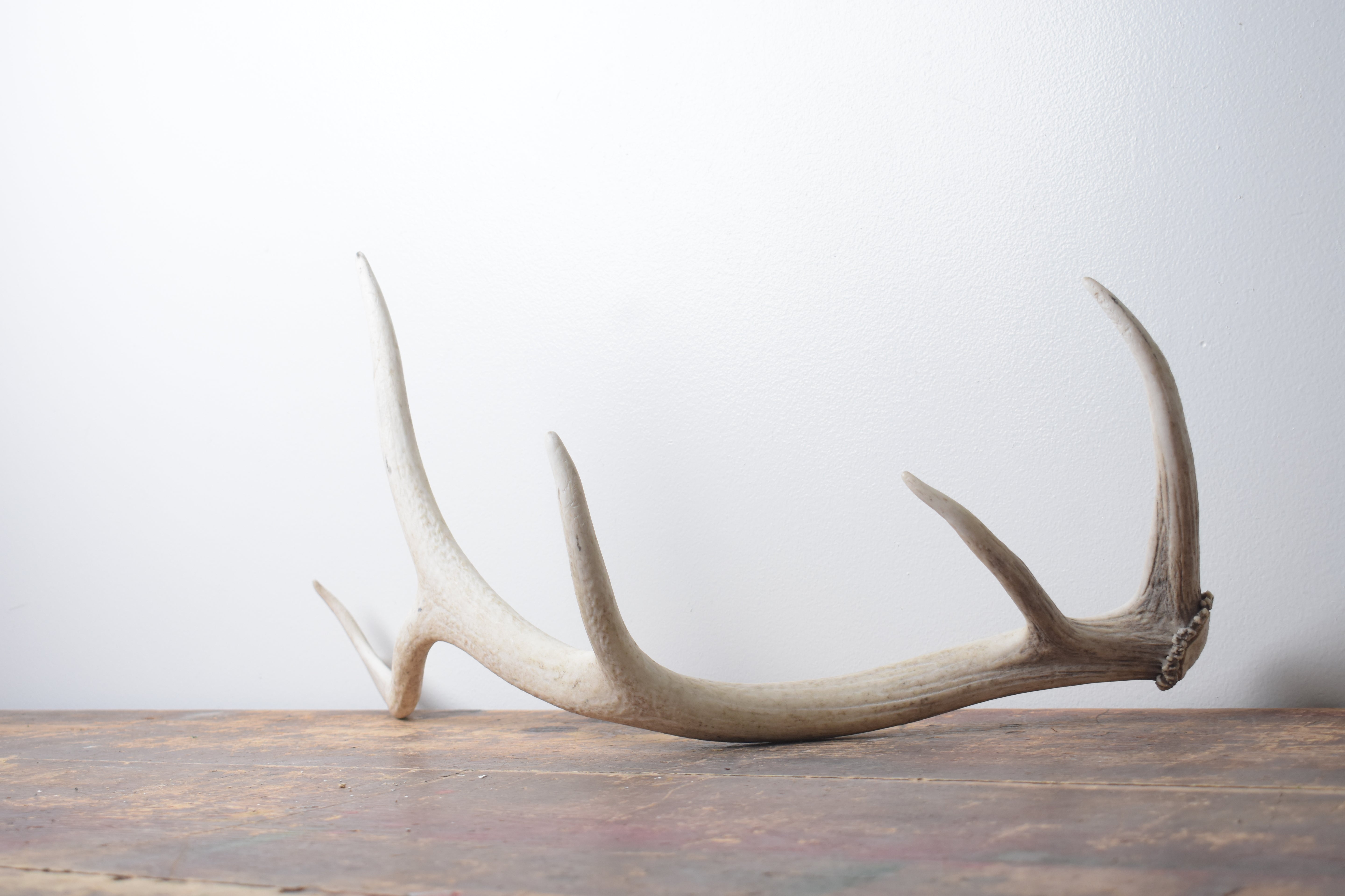 Elk Antler | Small Size | 125