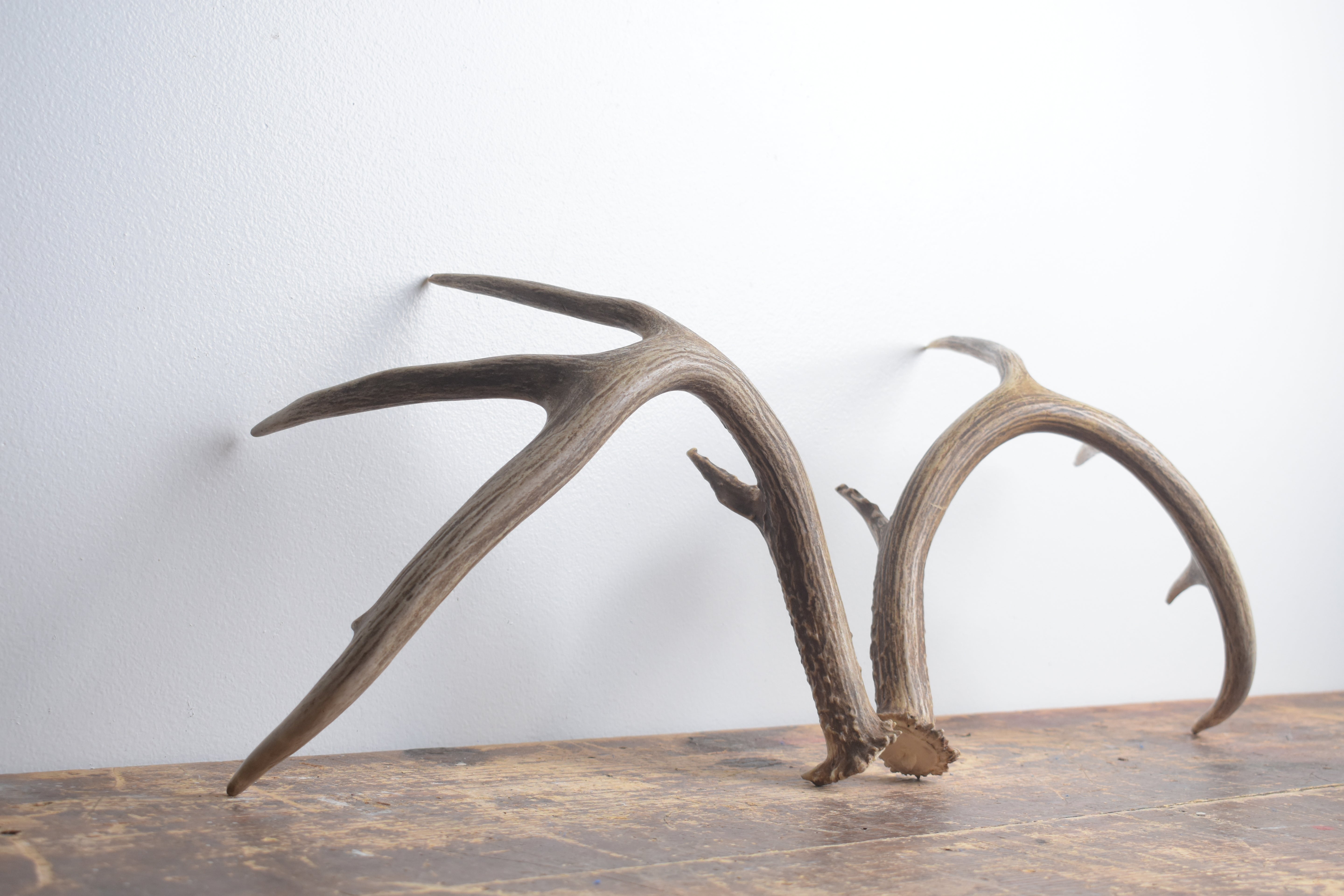 Whitetail Deer Antler Set | Large | 6