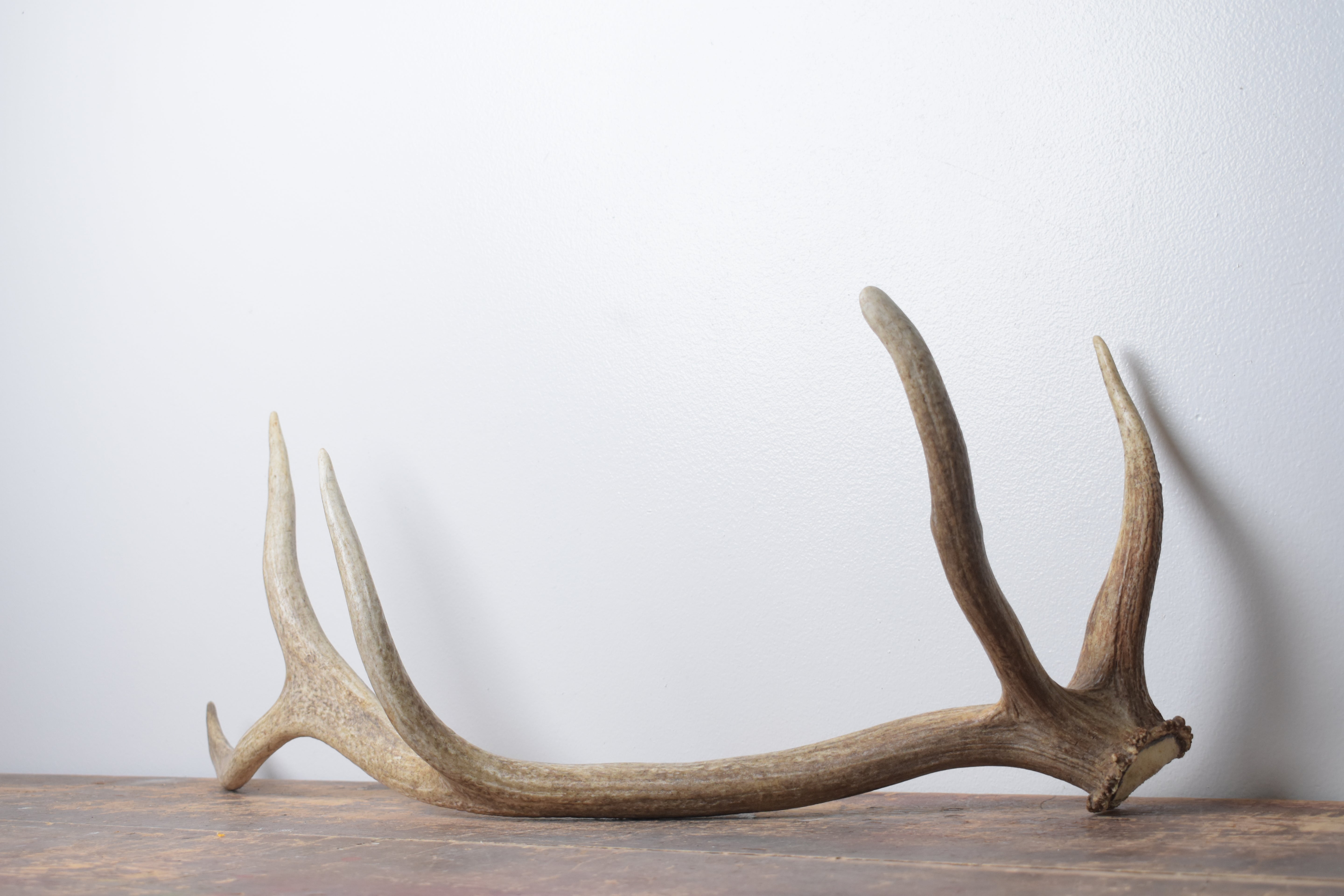 Elk Antler | Medium Size | 156