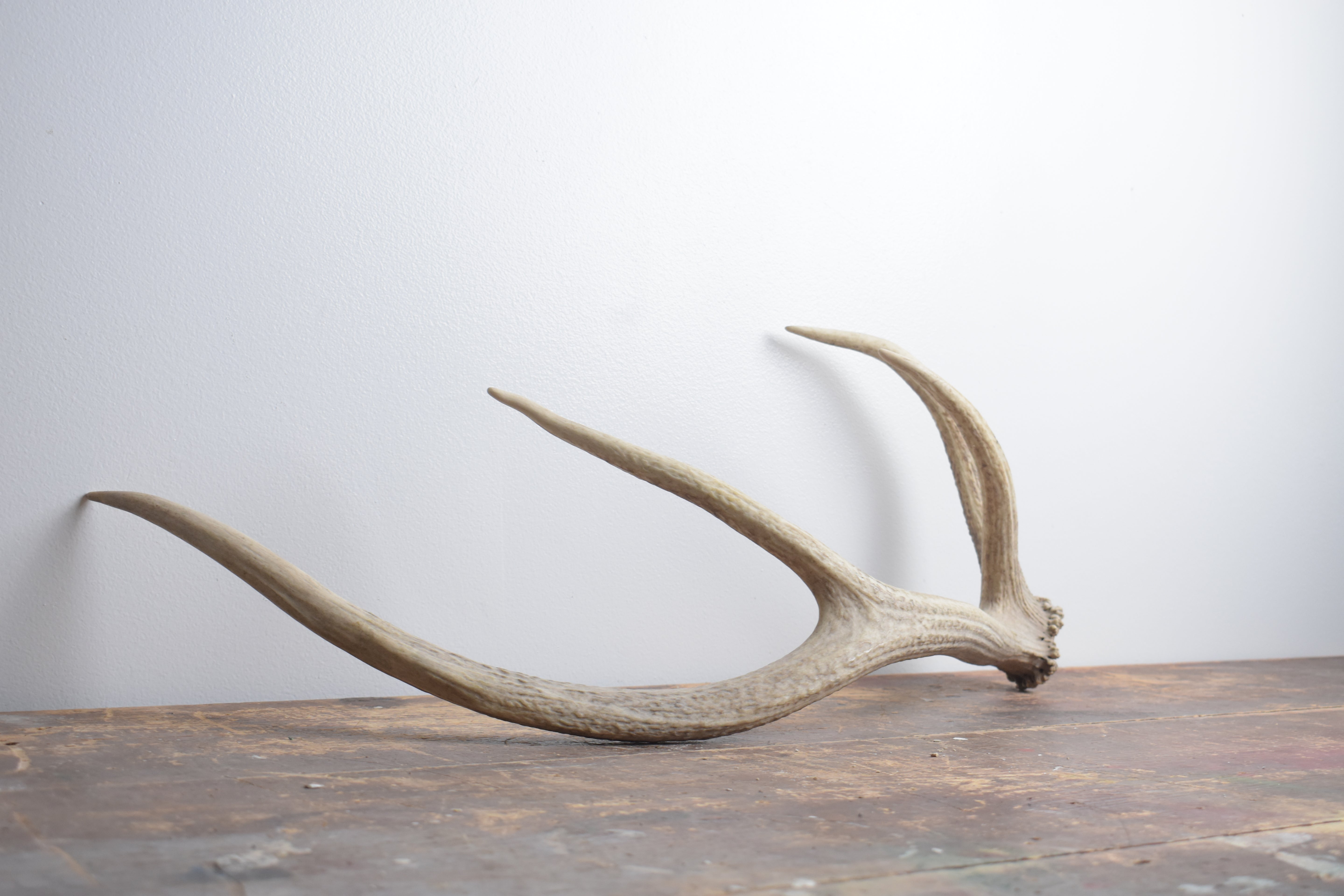 Elk Antler | Small Size | 129