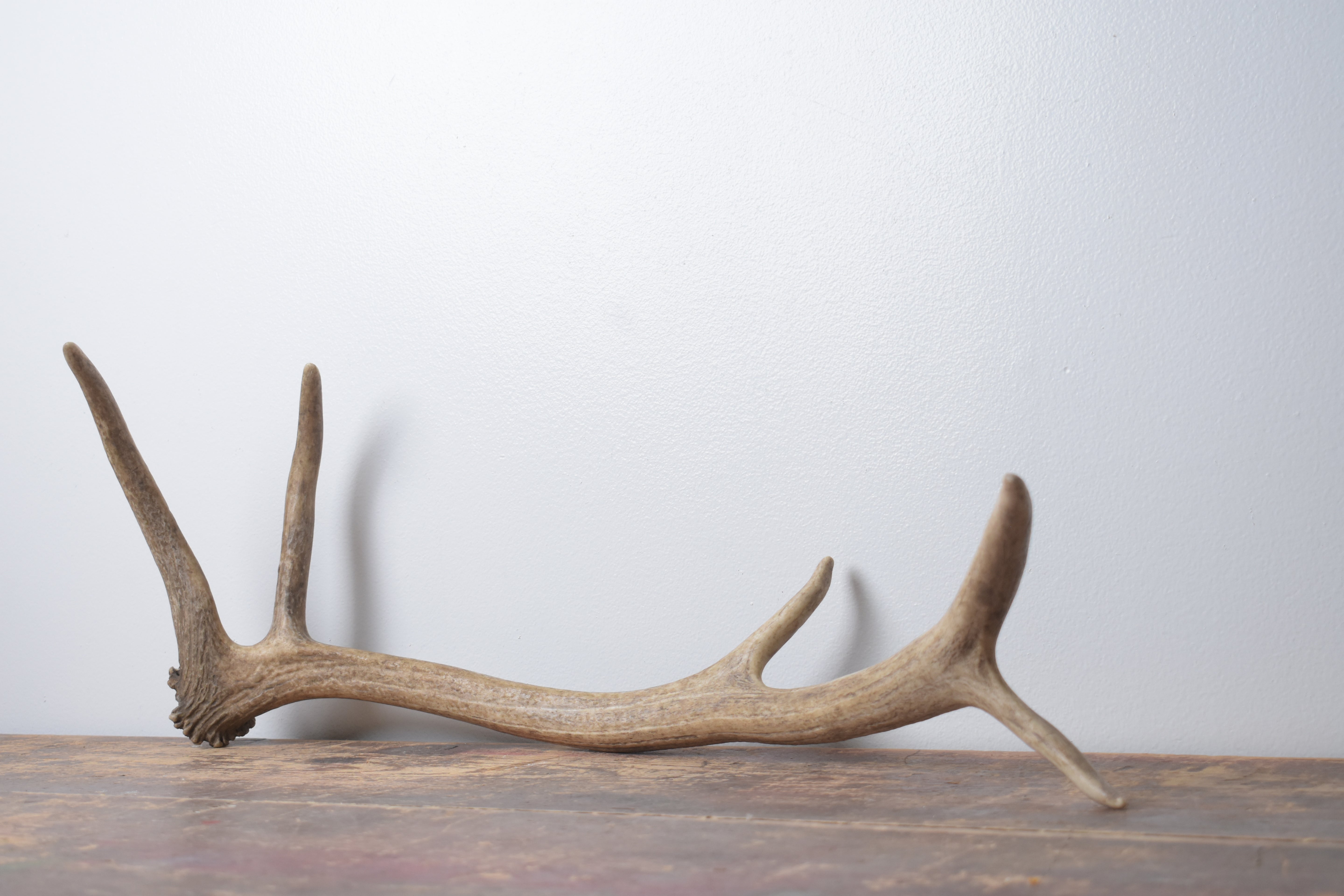 Elk Antler | Small Size | 147