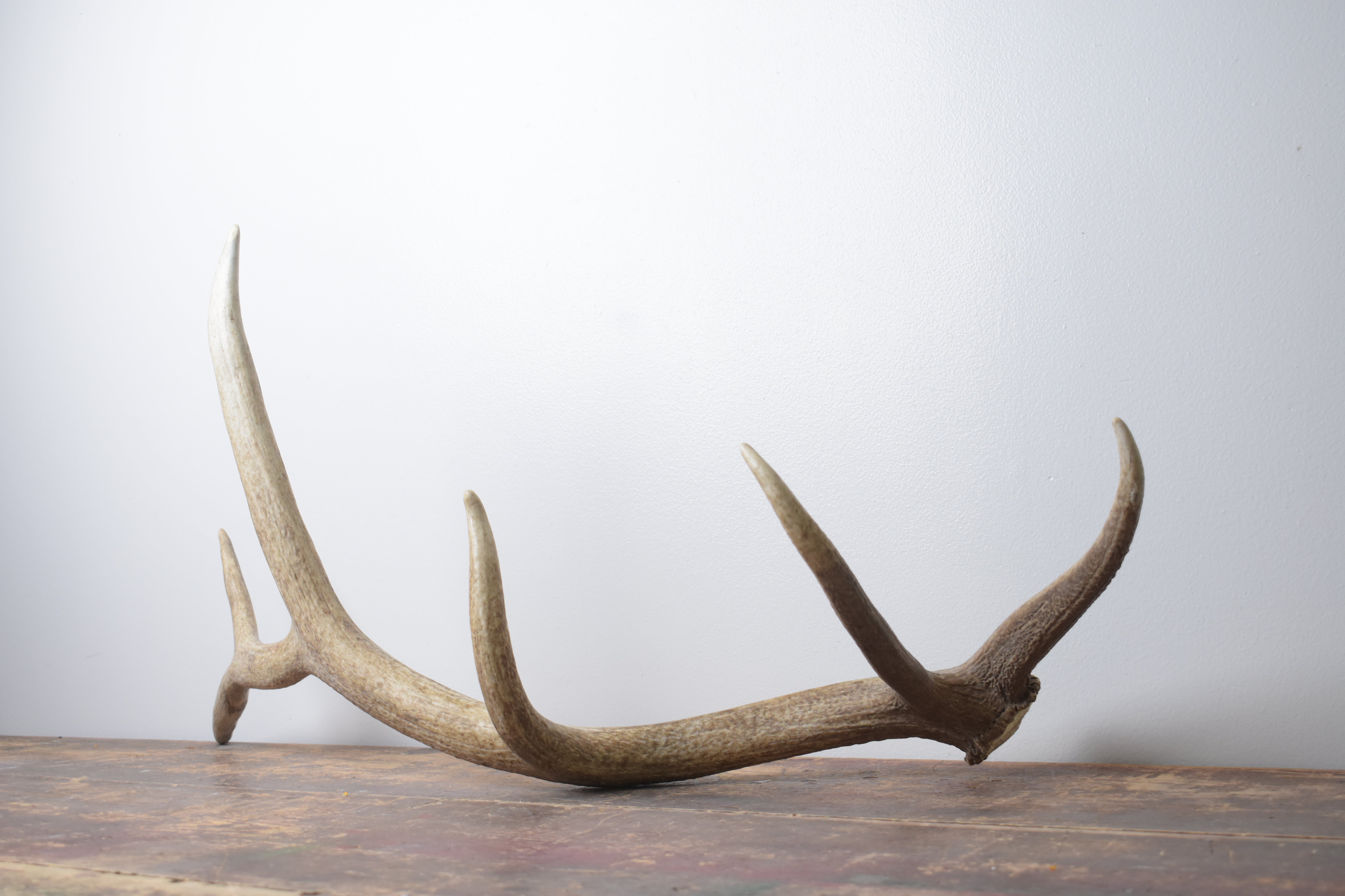 Elk Antler | Medium Size | 160