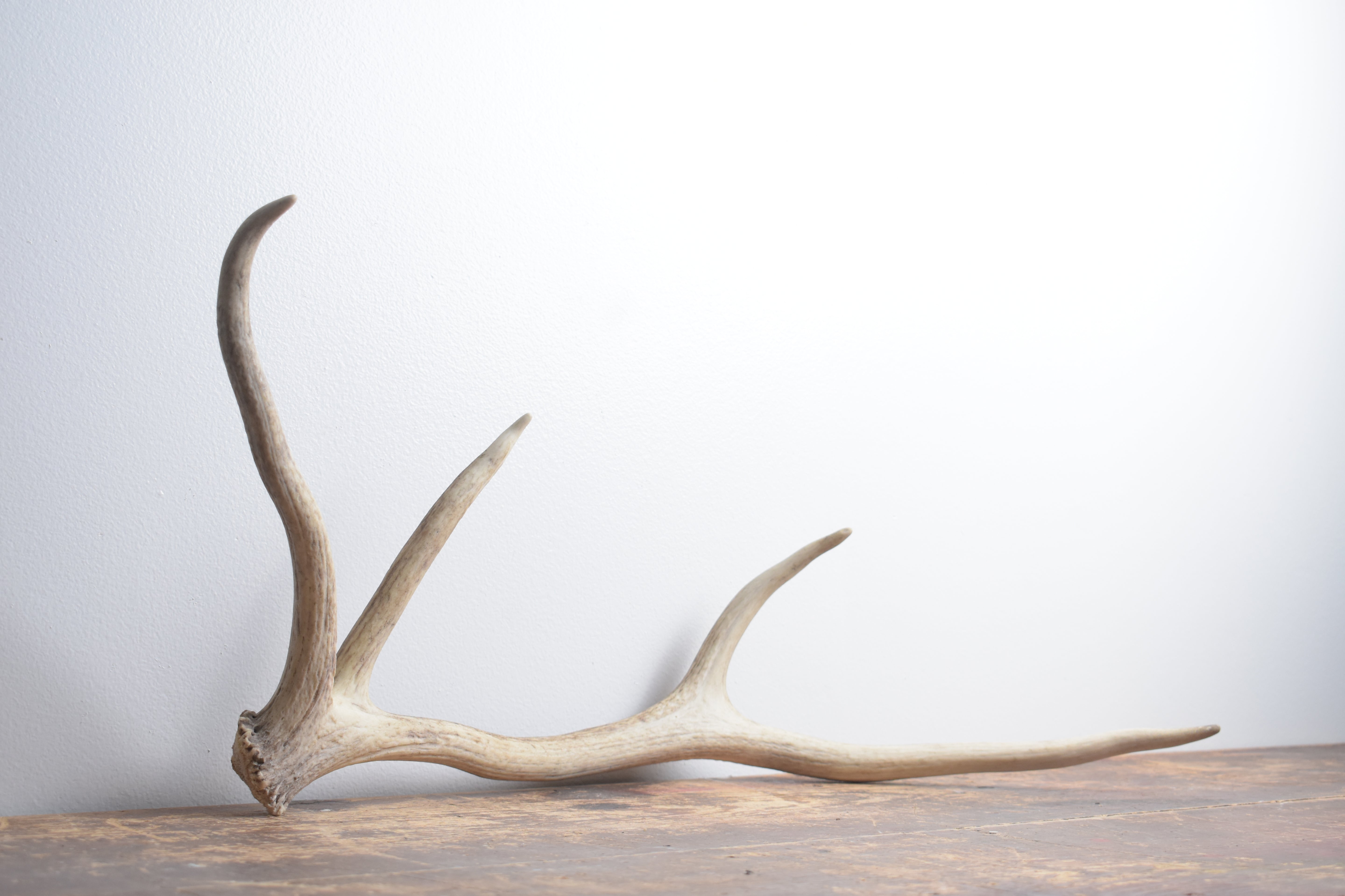 Elk Antler | Small Size | 131