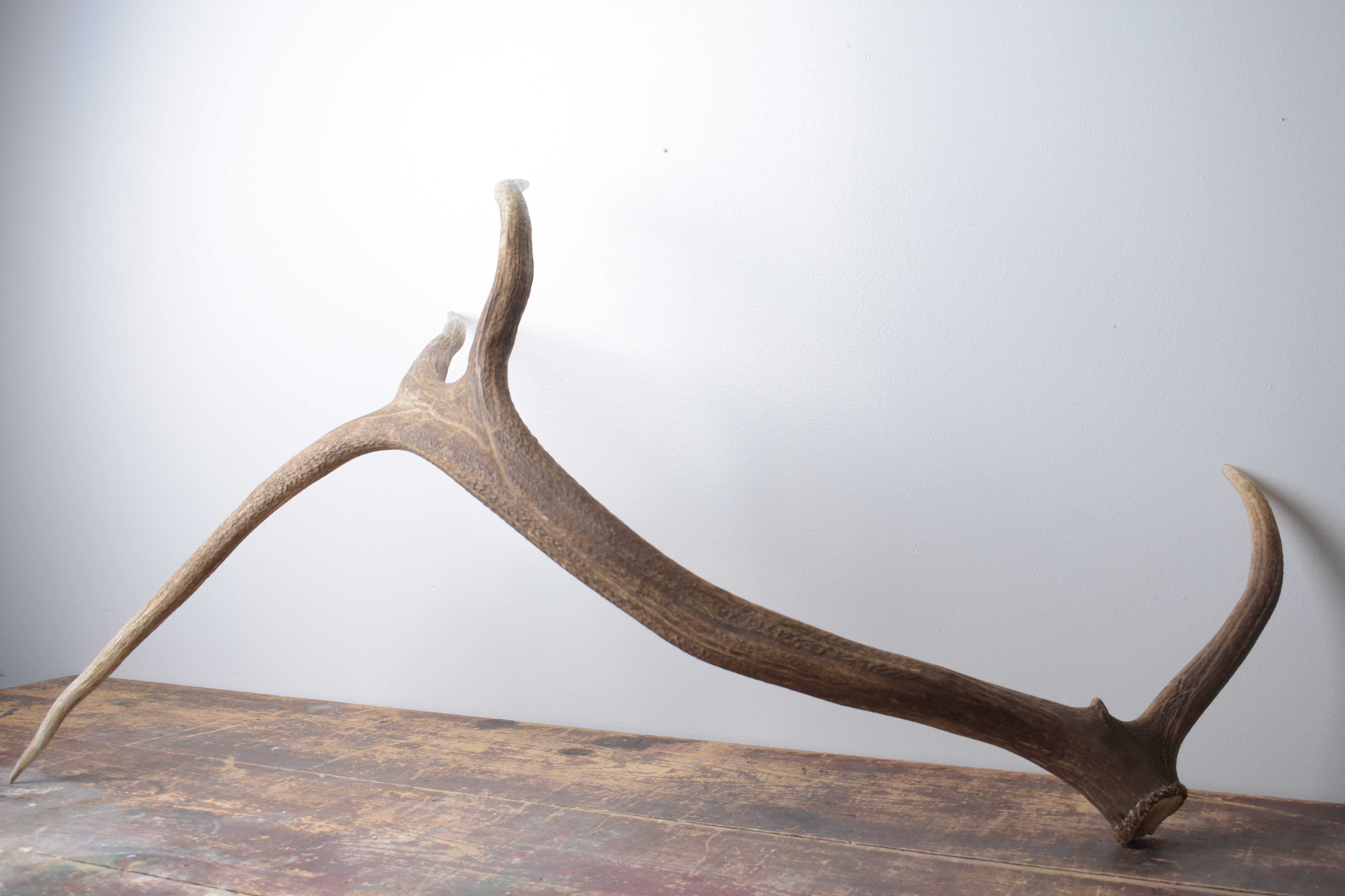 Elk Antler | Extra-Large Size | 175