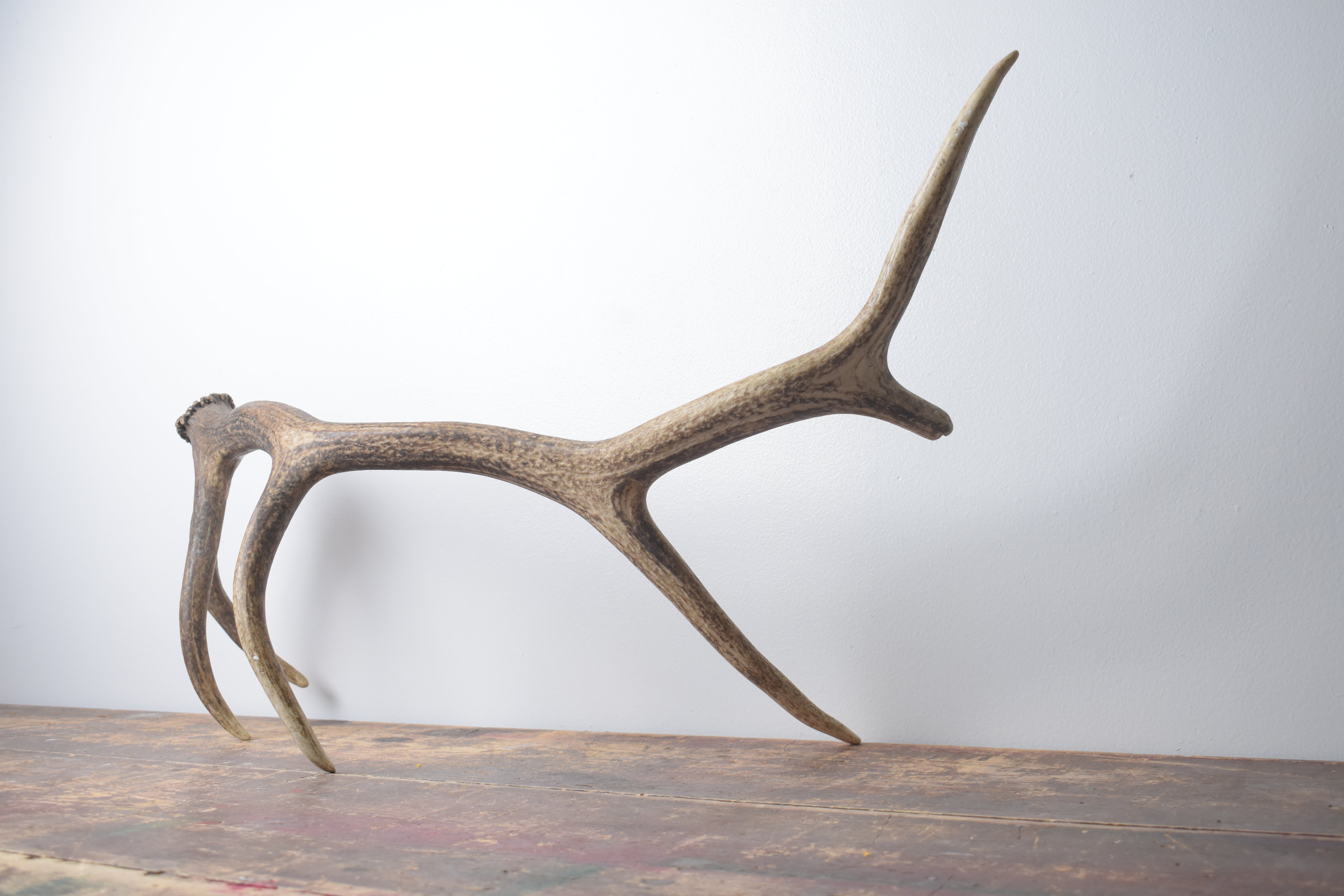 Elk Antler | Medium Size | 159