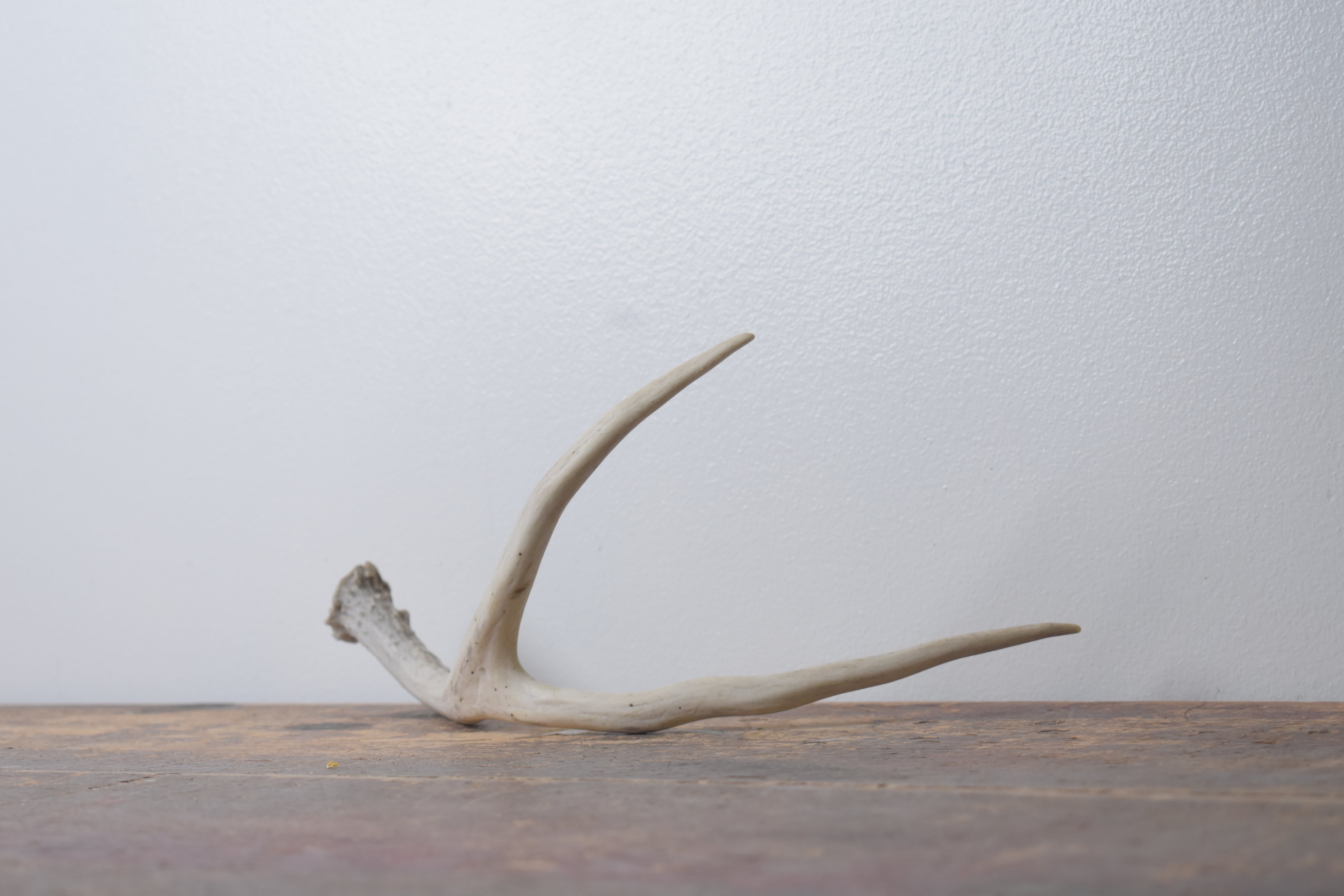 Mule Deer Antler | Small Size | 65