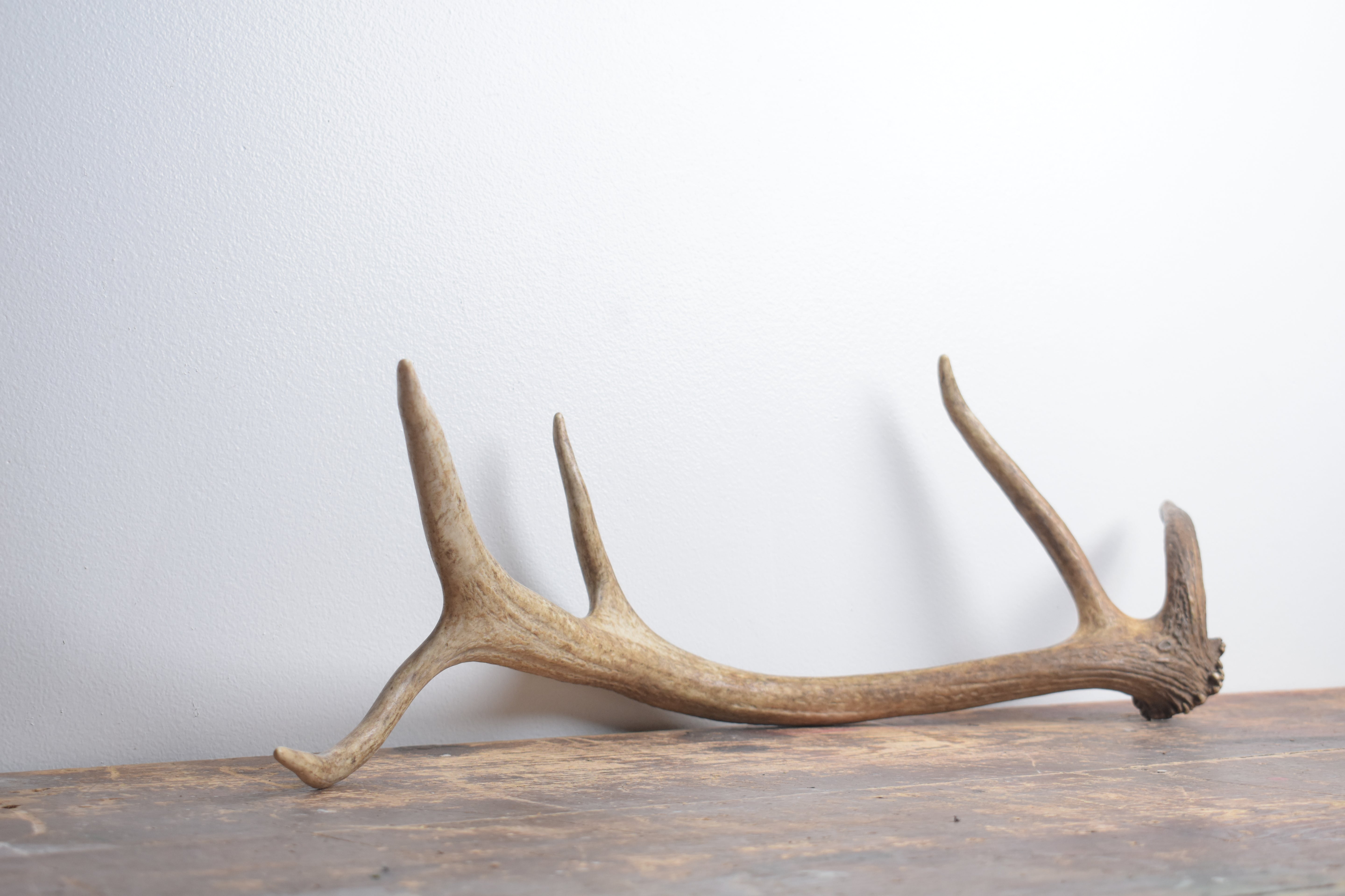 Elk Antler | Small Size | 138