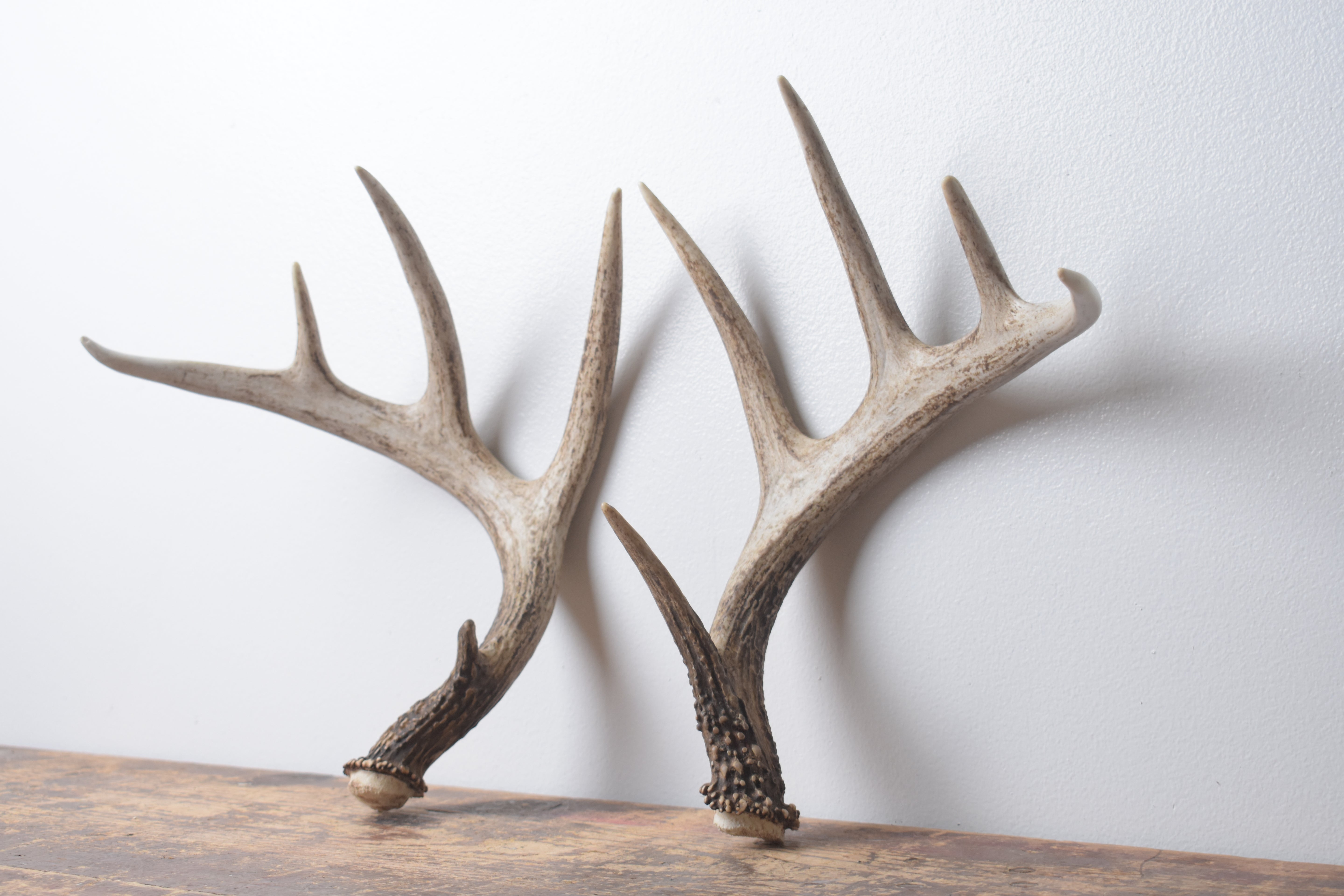 Whitetail Deer Antler Set | Medium | 2