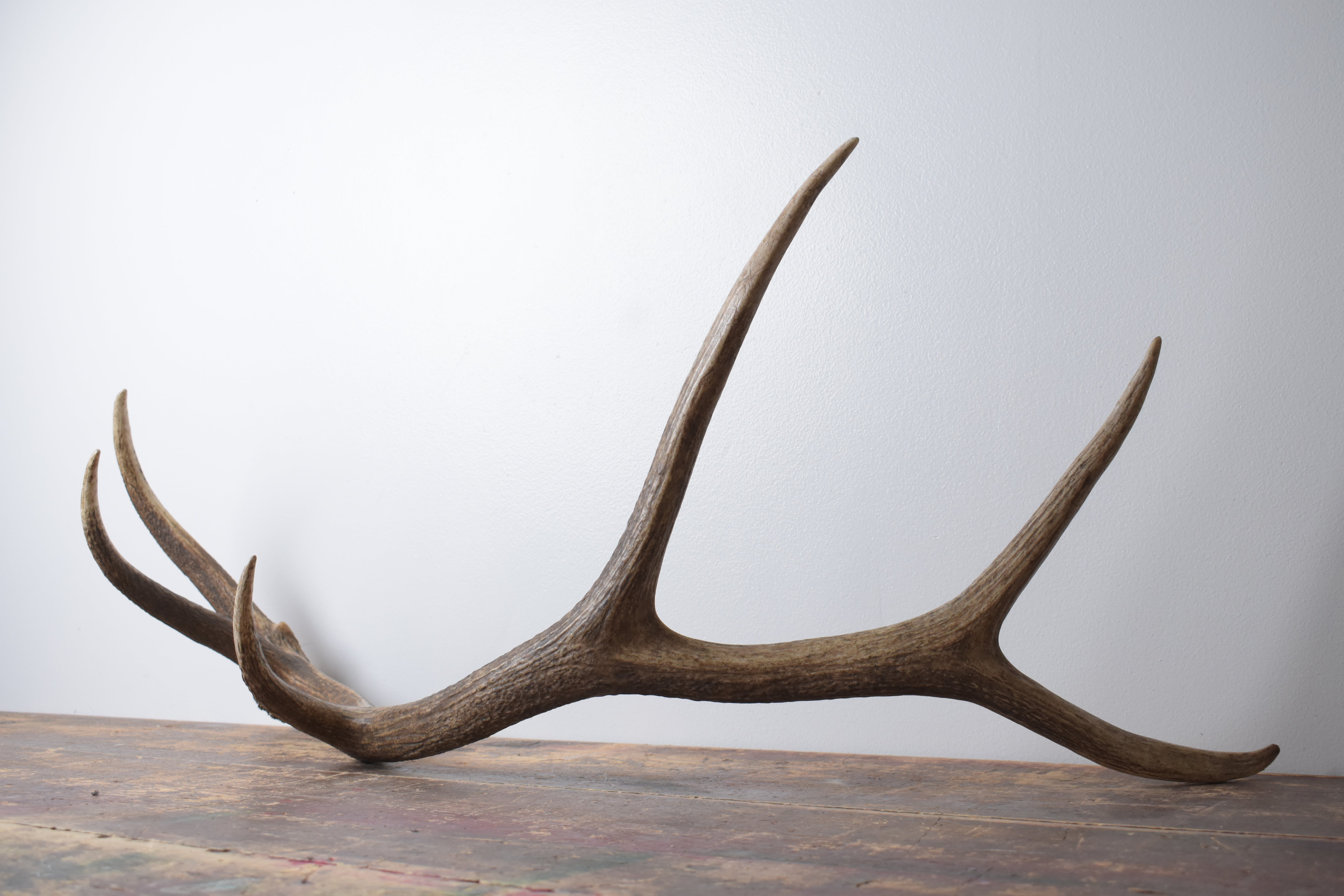 Elk Antler | Large Size | 170