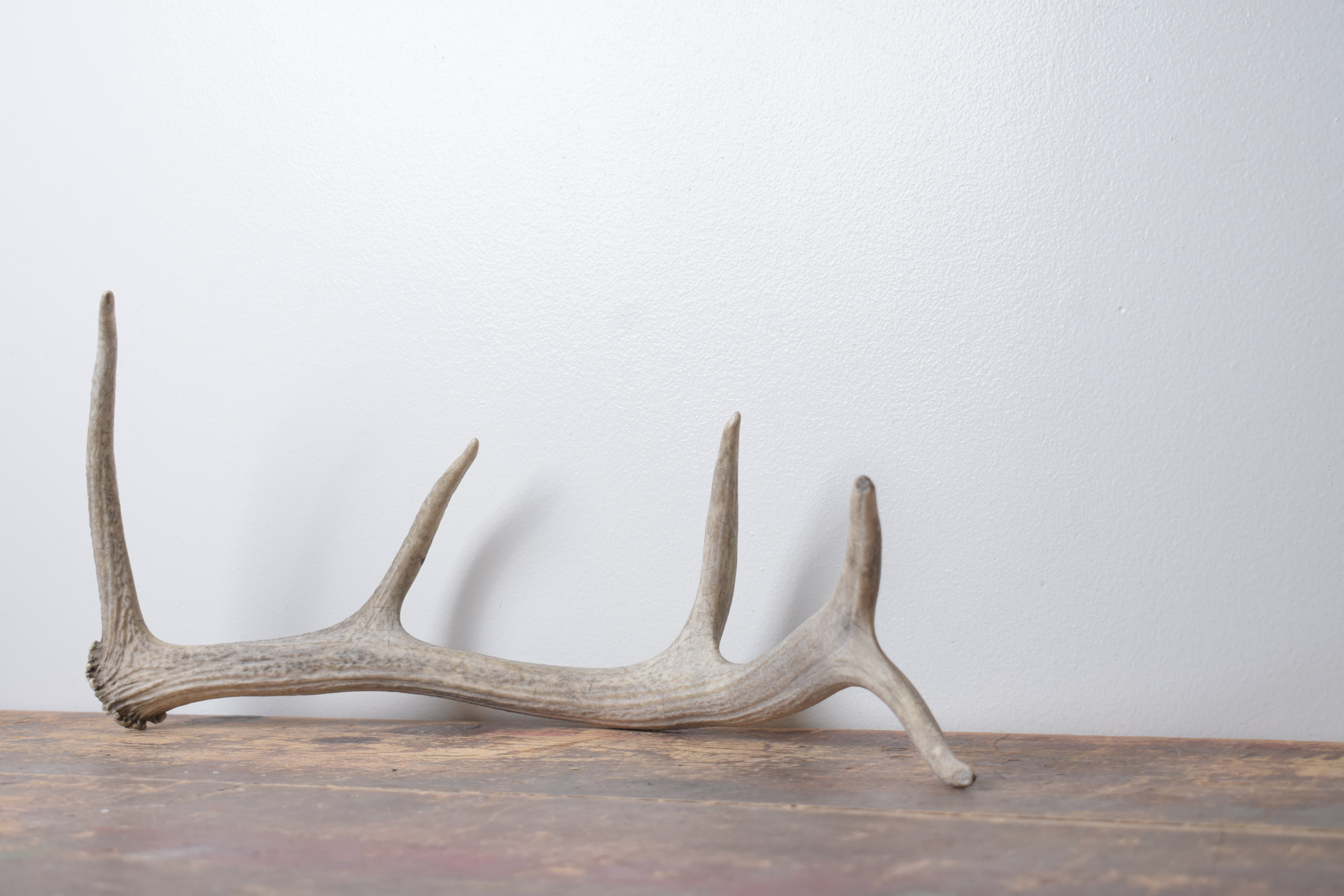 Elk Antler | Small Size | 133
