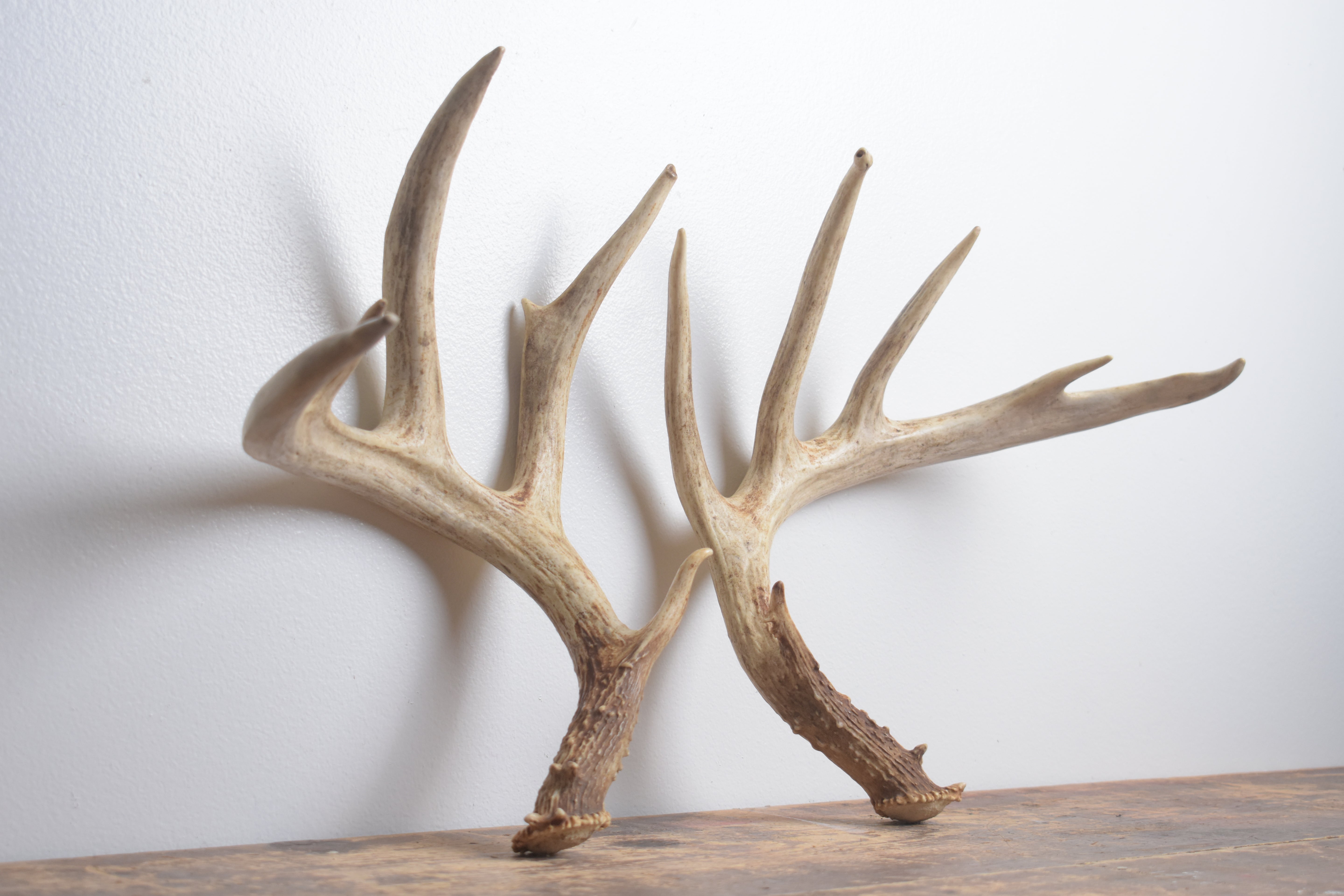 Whitetail Deer Antler Set | Large | 1