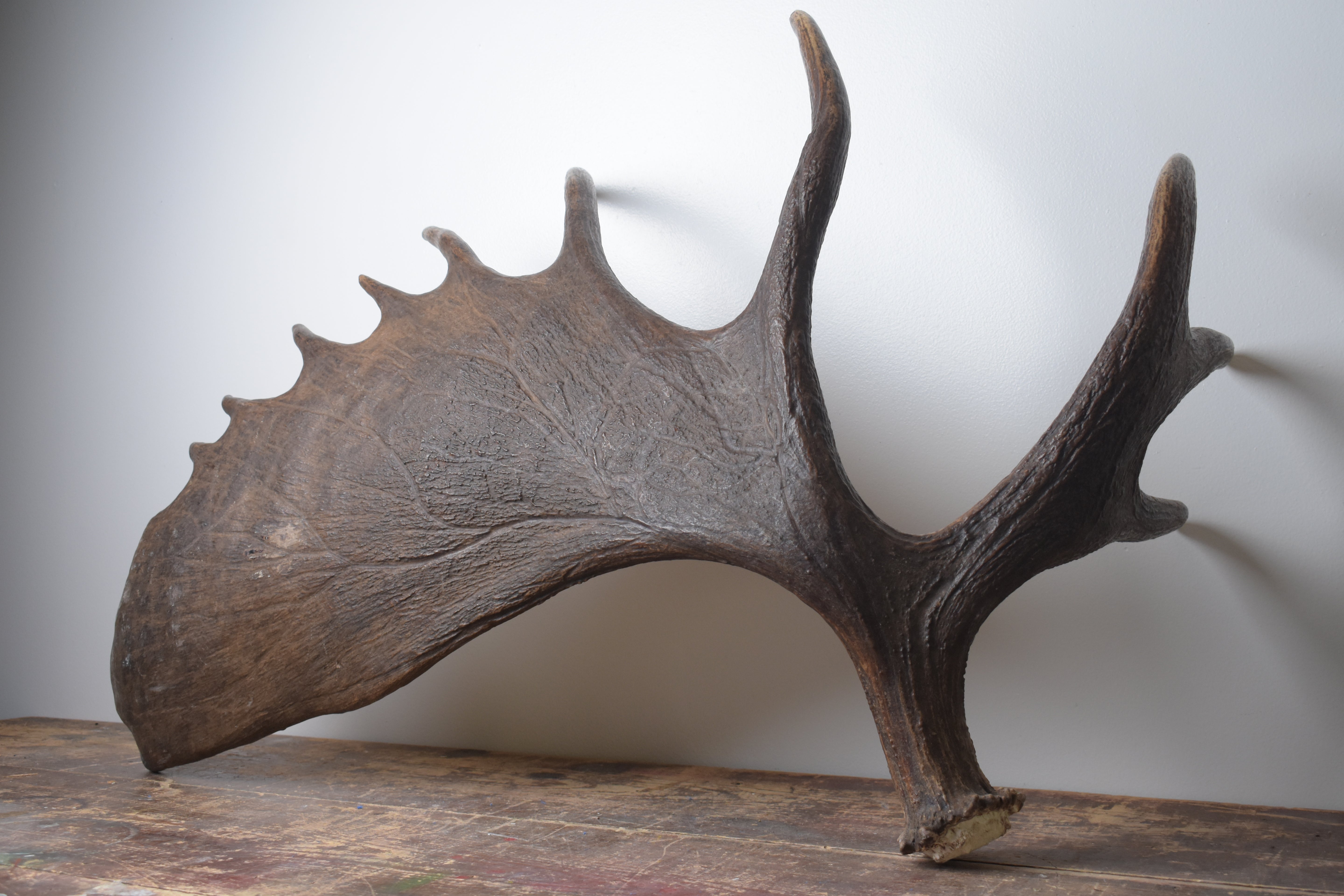Moose Antler | Extra-Large | 13