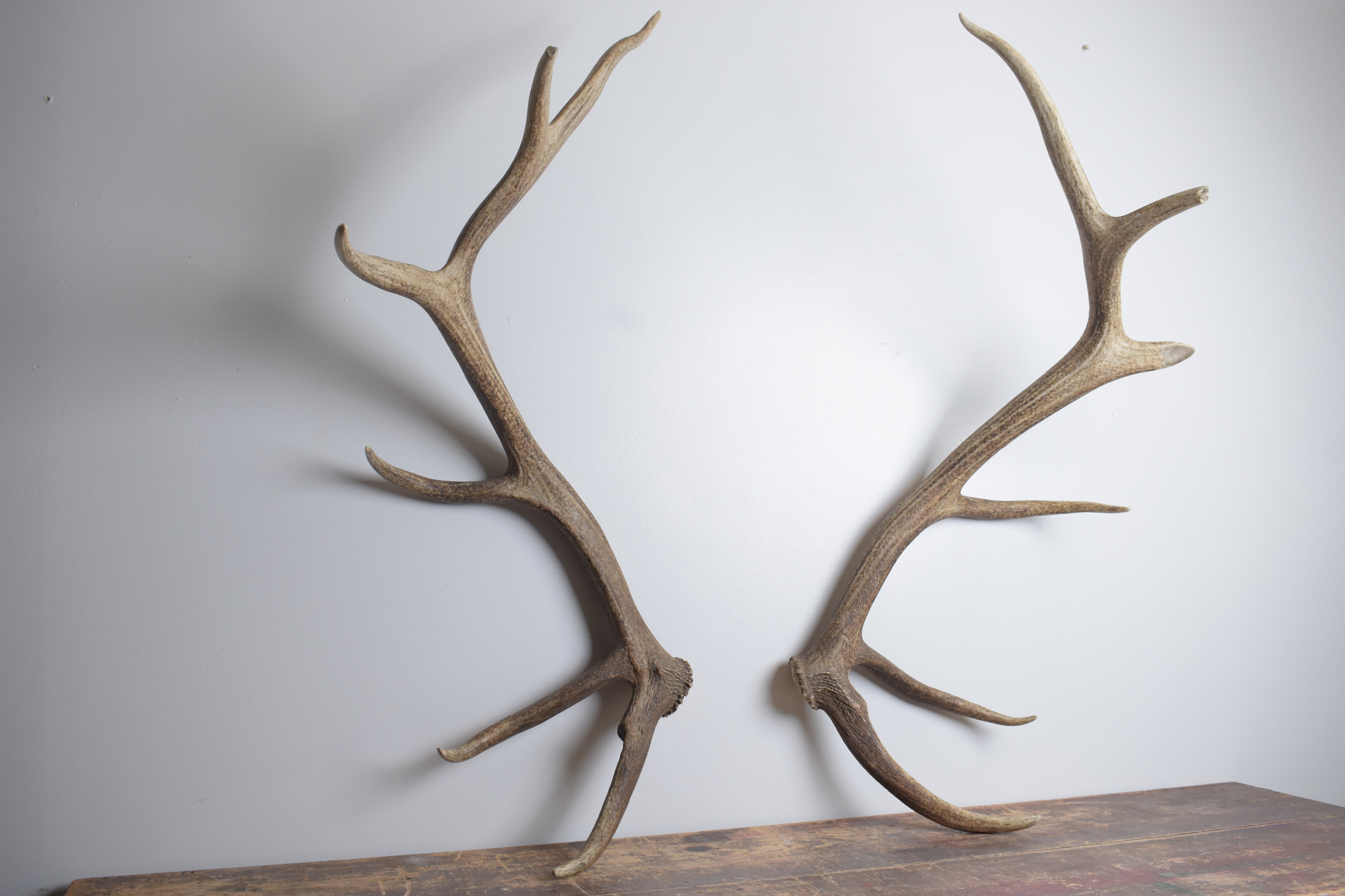 Elk Antler Set | Extra-Large | 155