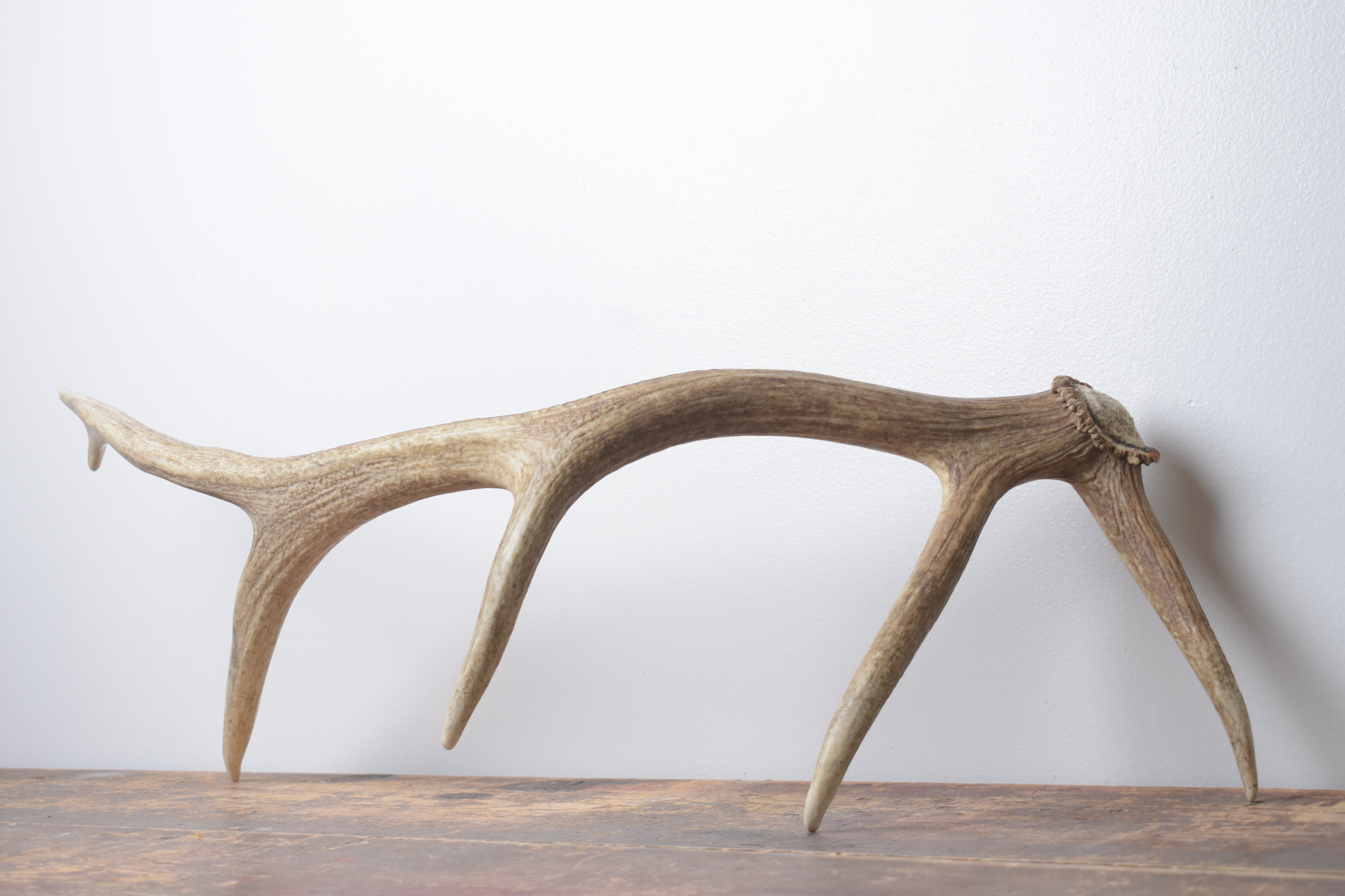 Elk Antler | Small Size | 158