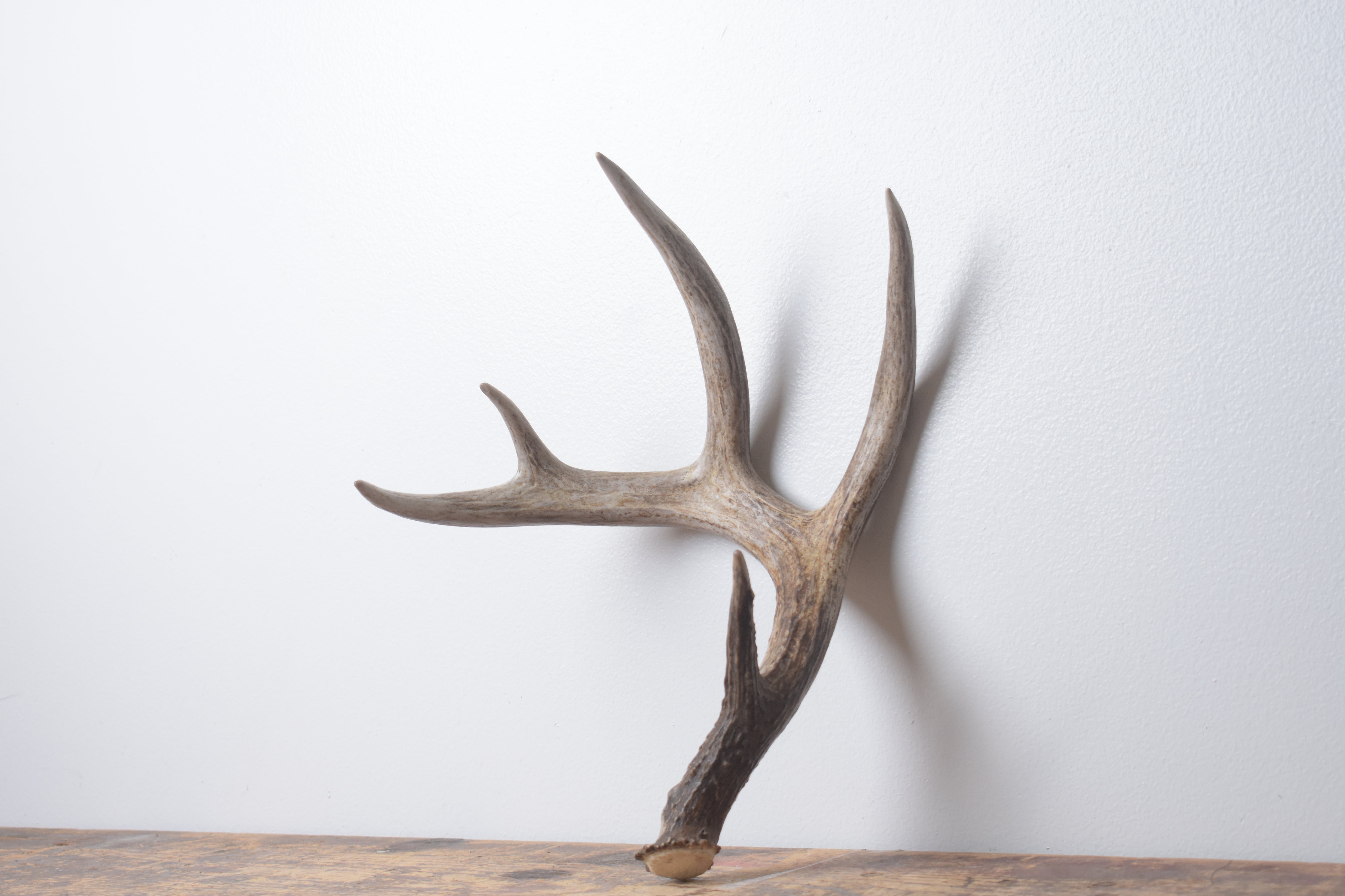 Whitetail Deer Antler | Medium Size | 5