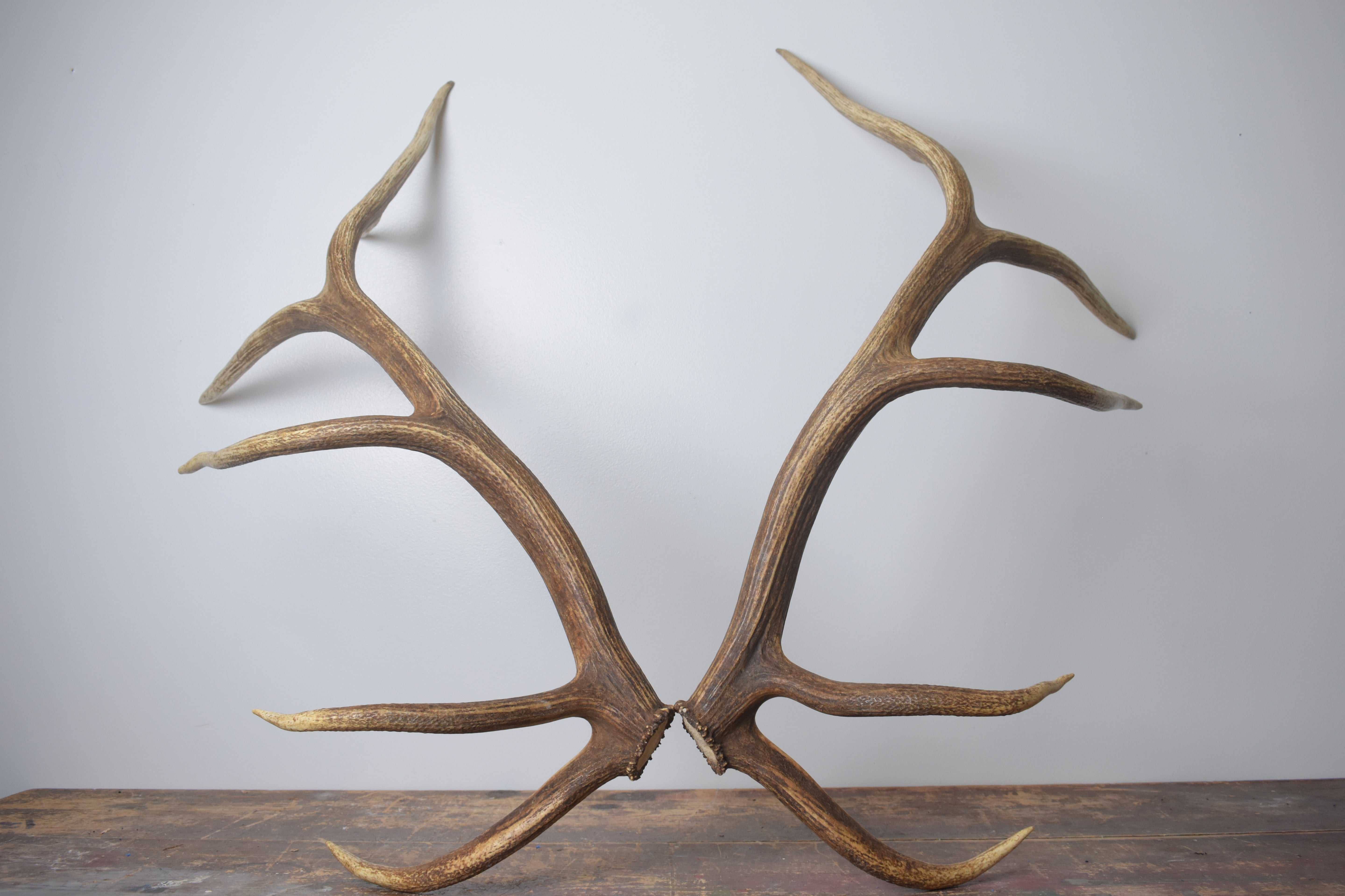 Elk Antler Set | Extra-Large | 167