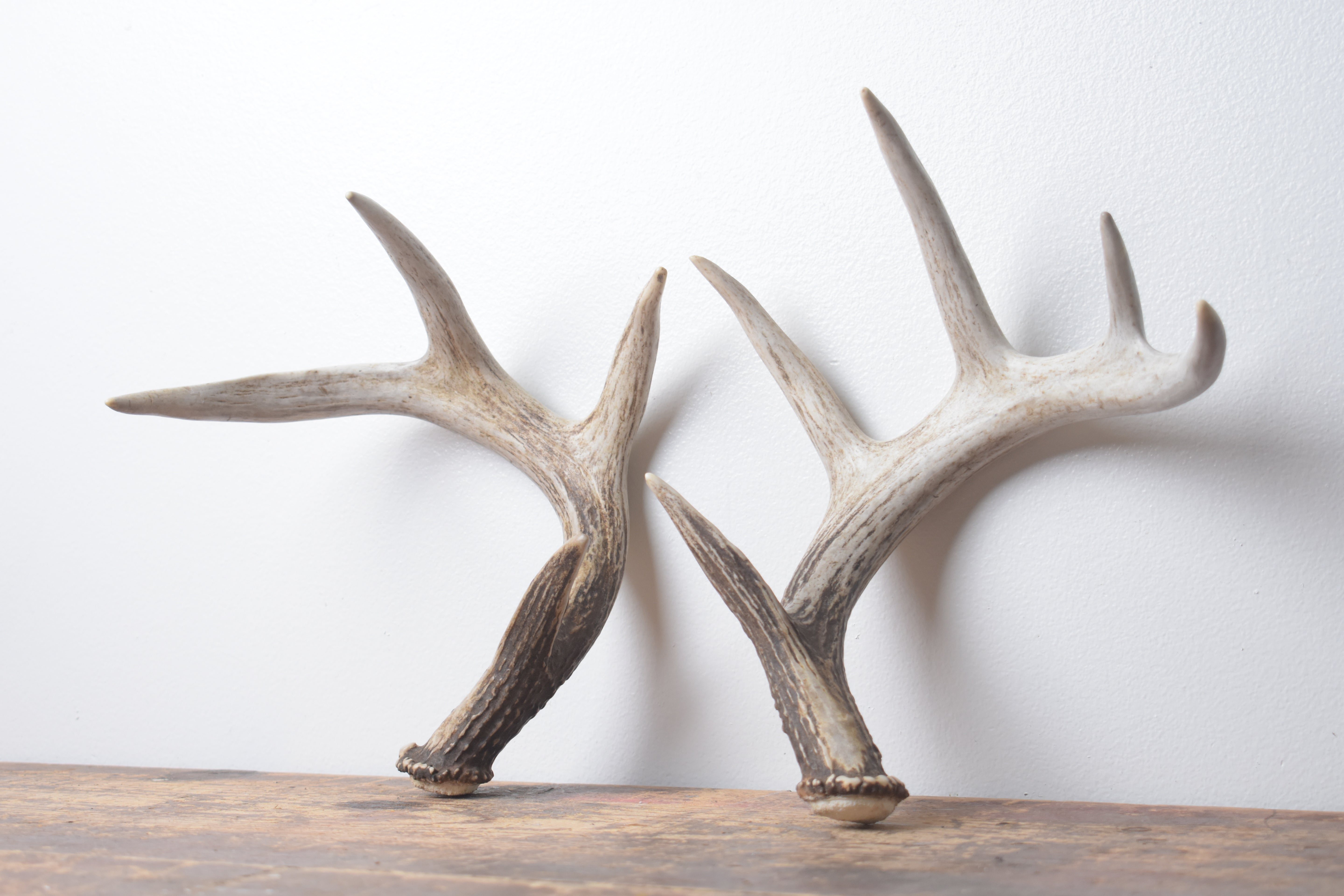Whitetail Deer Antler Set | Small | 3