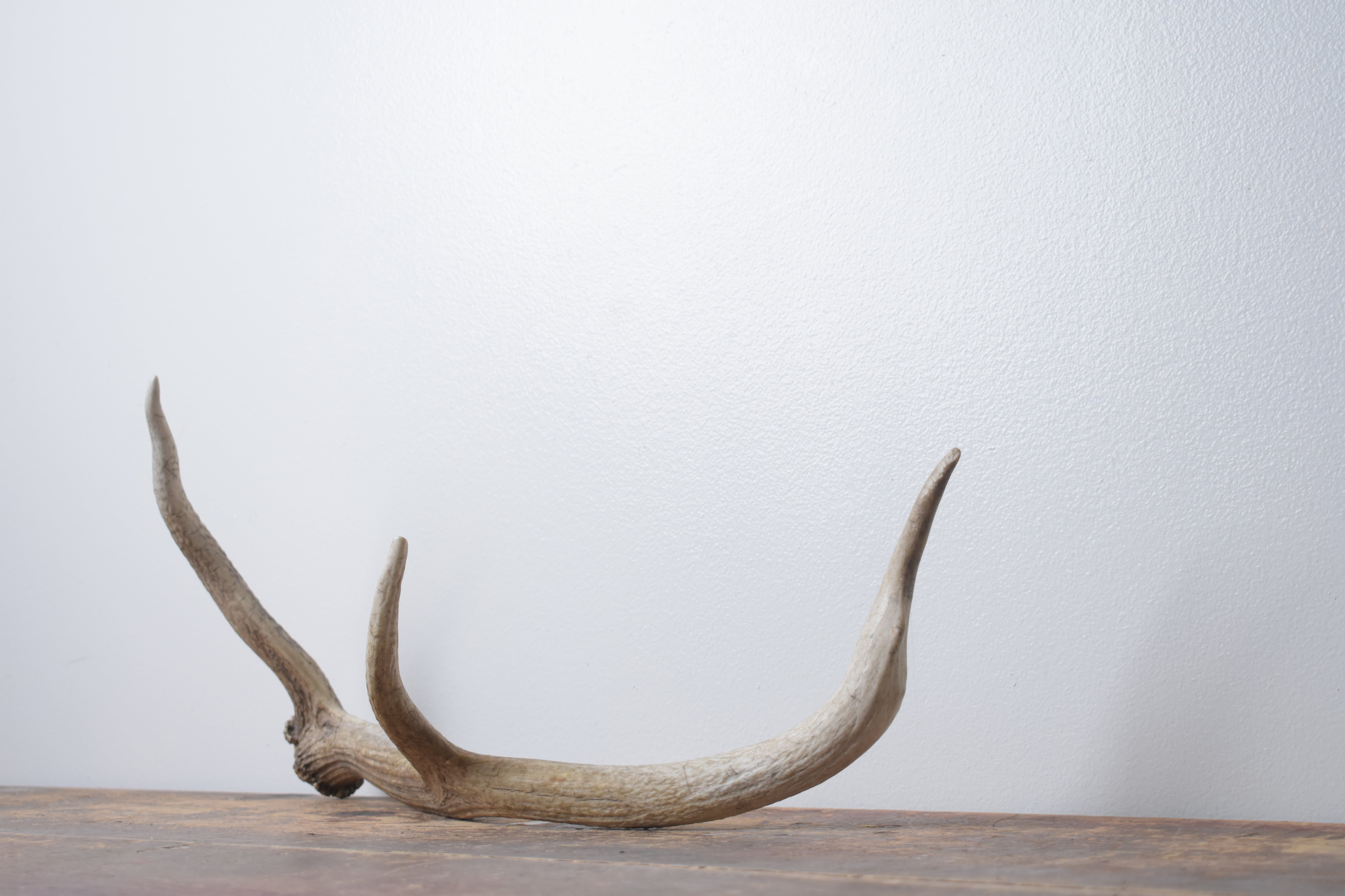 Elk Antler | Small Size | 126