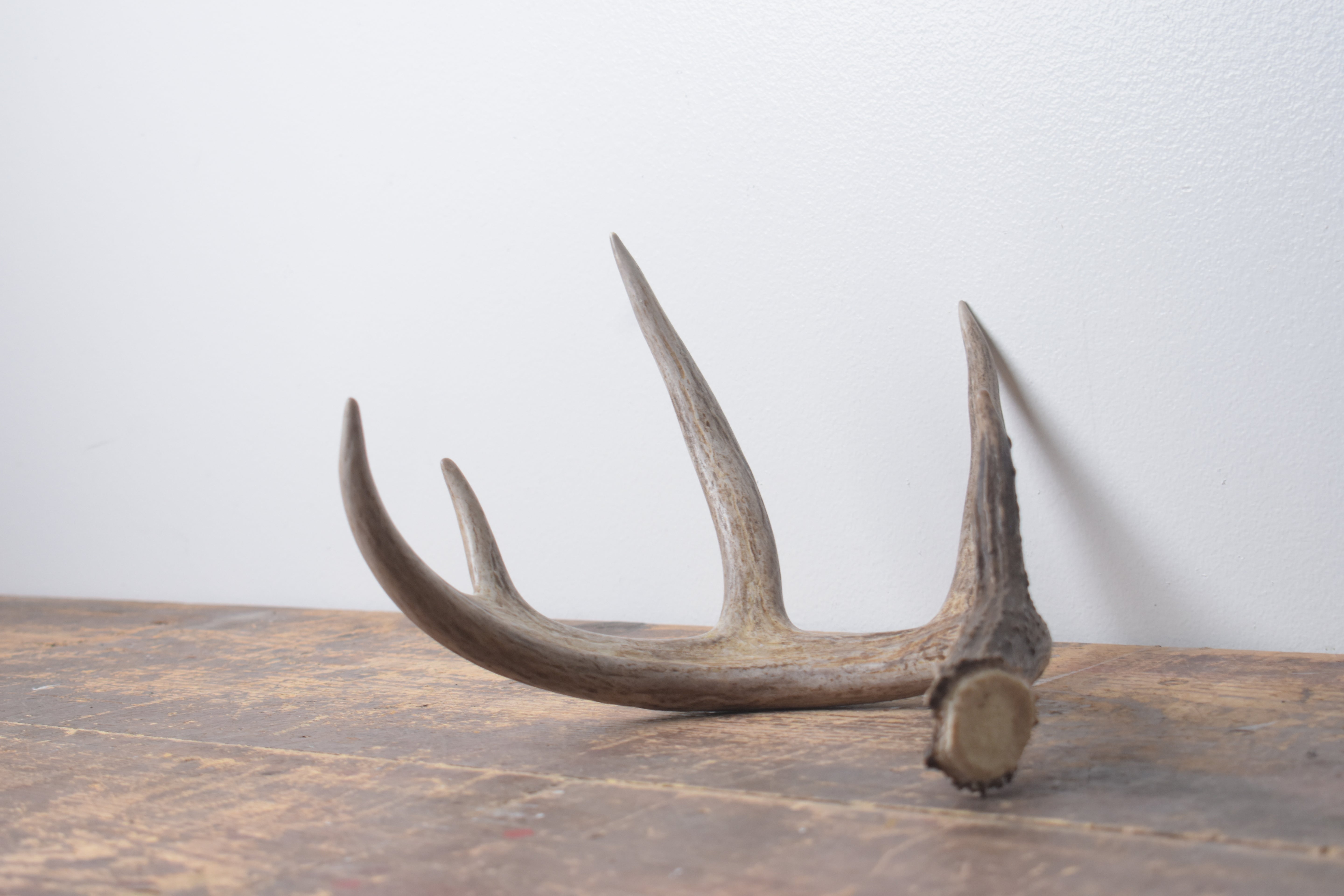 Whitetail Deer Antler | Medium Size | 5