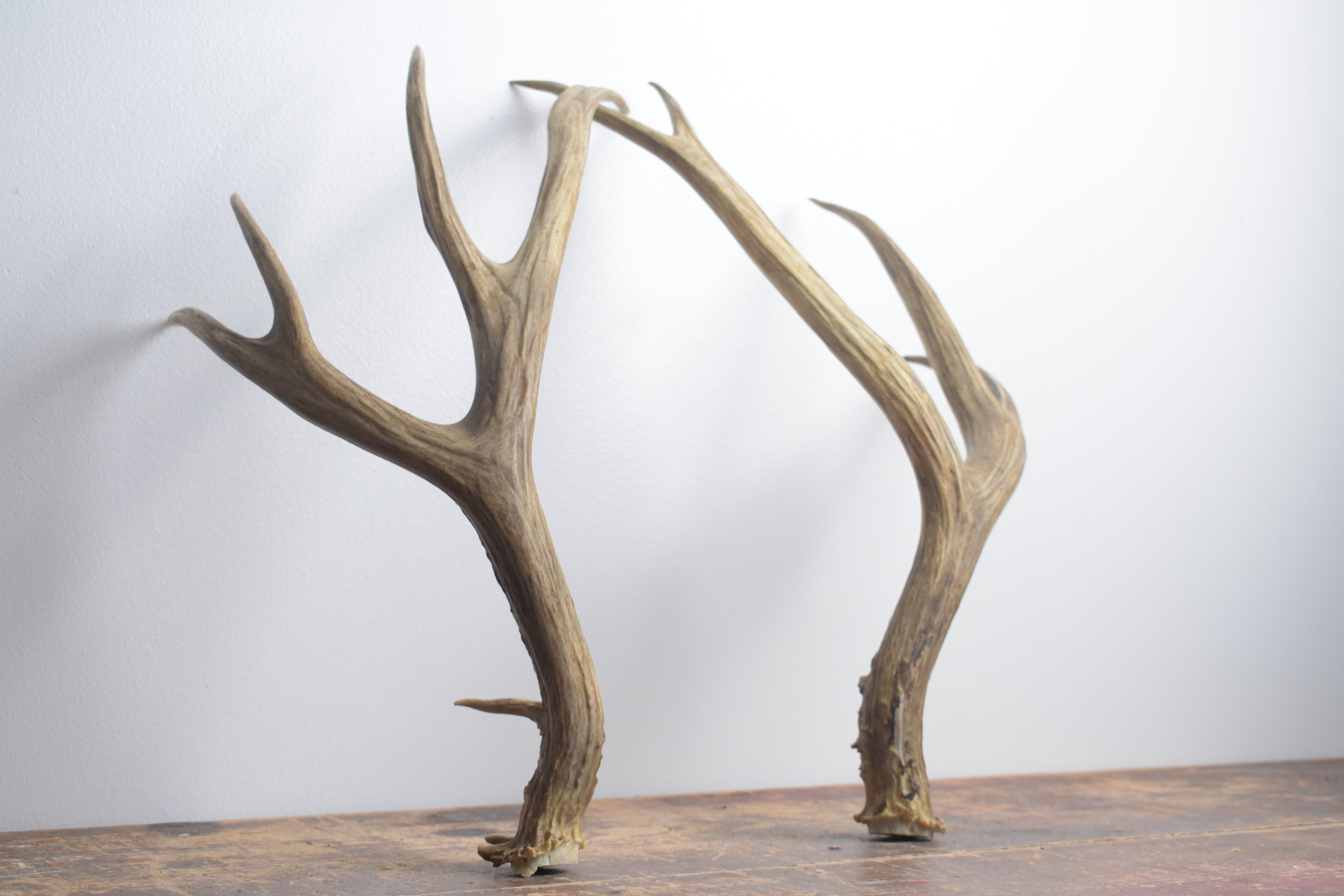 Mule Deer Antler Set | Large | 66