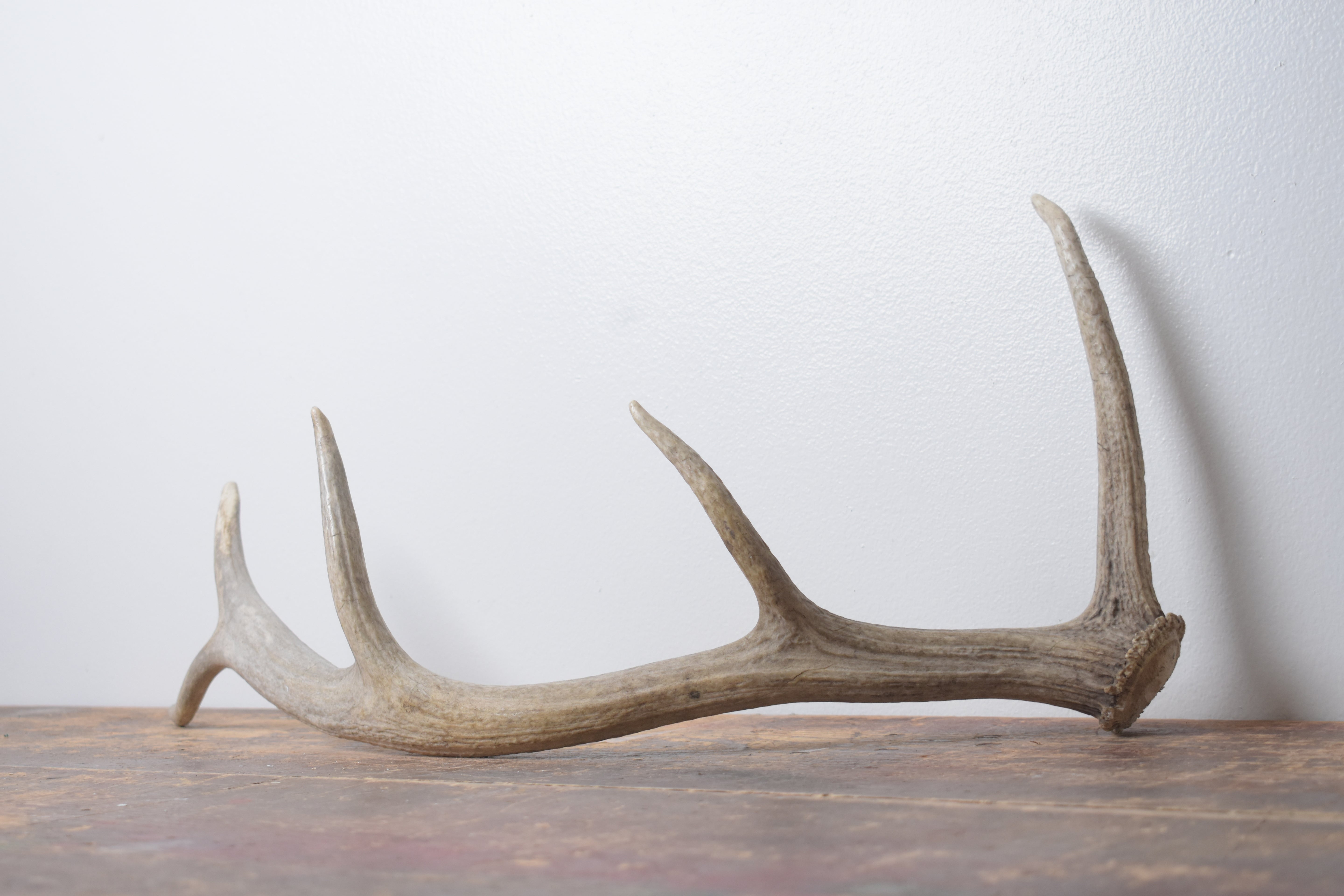 Elk Antler | Small Size | 133