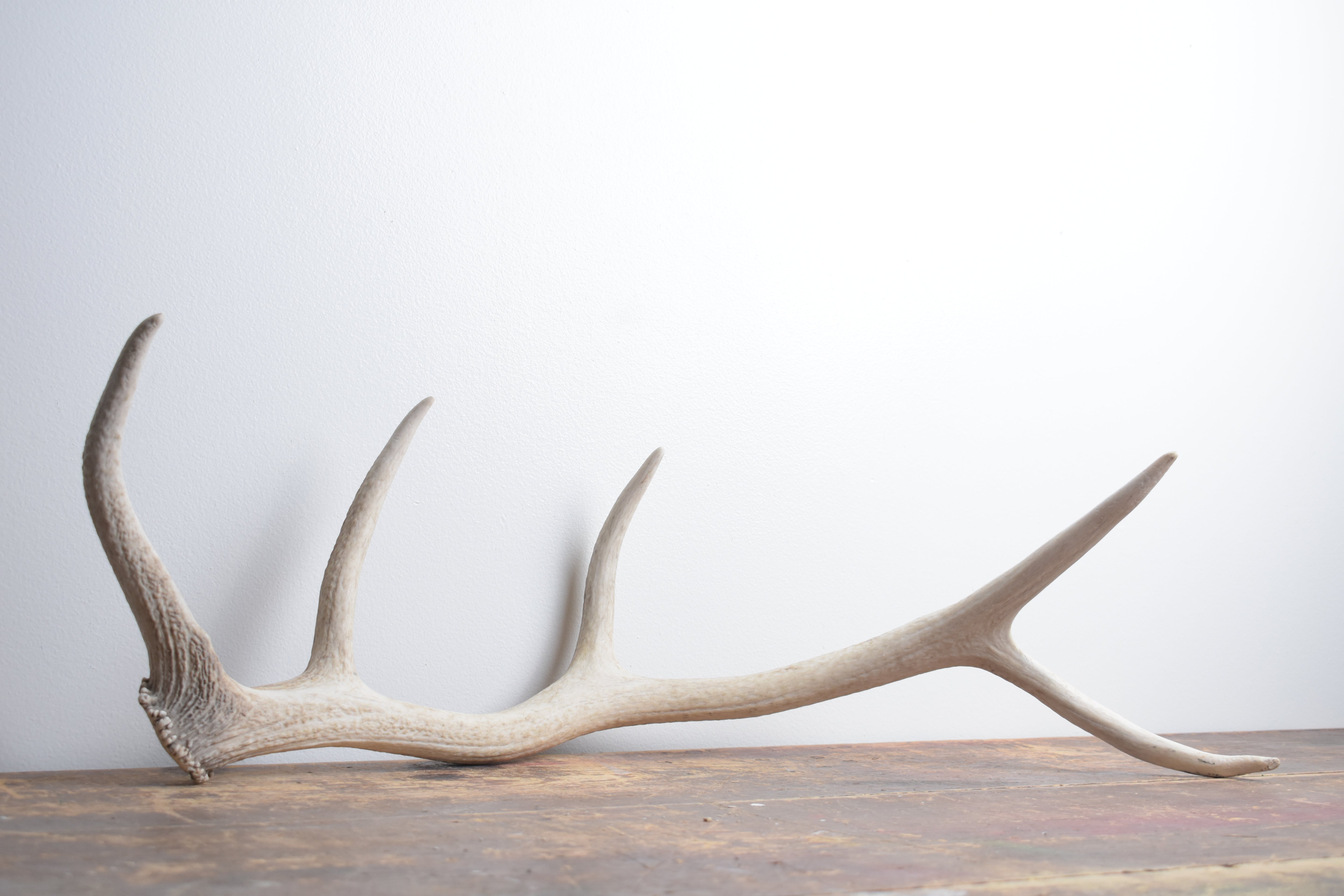 Elk Antler | Small Size | 123