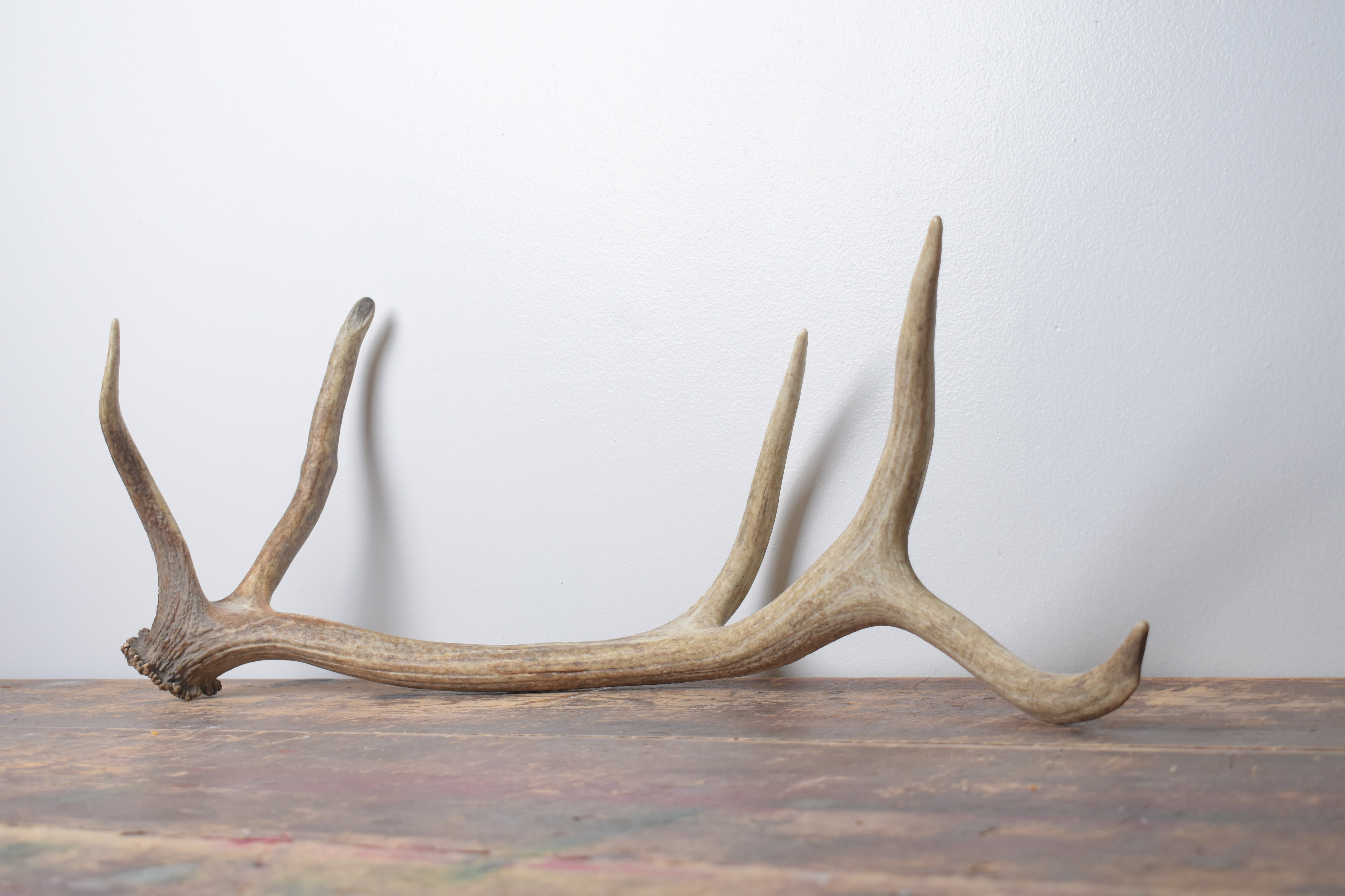 Elk Antler | Medium Size | 156