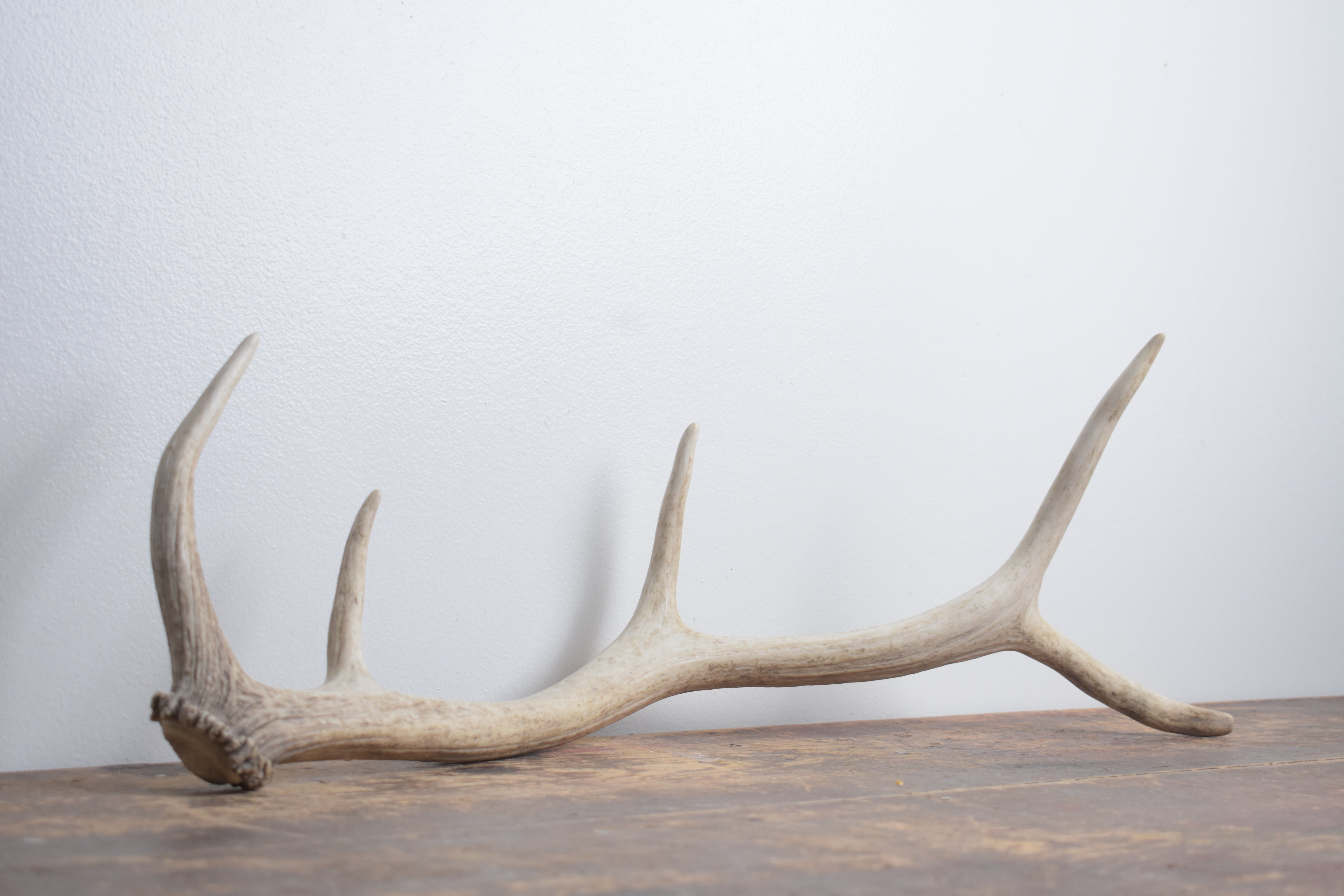 Elk Antler | Small Size | 157