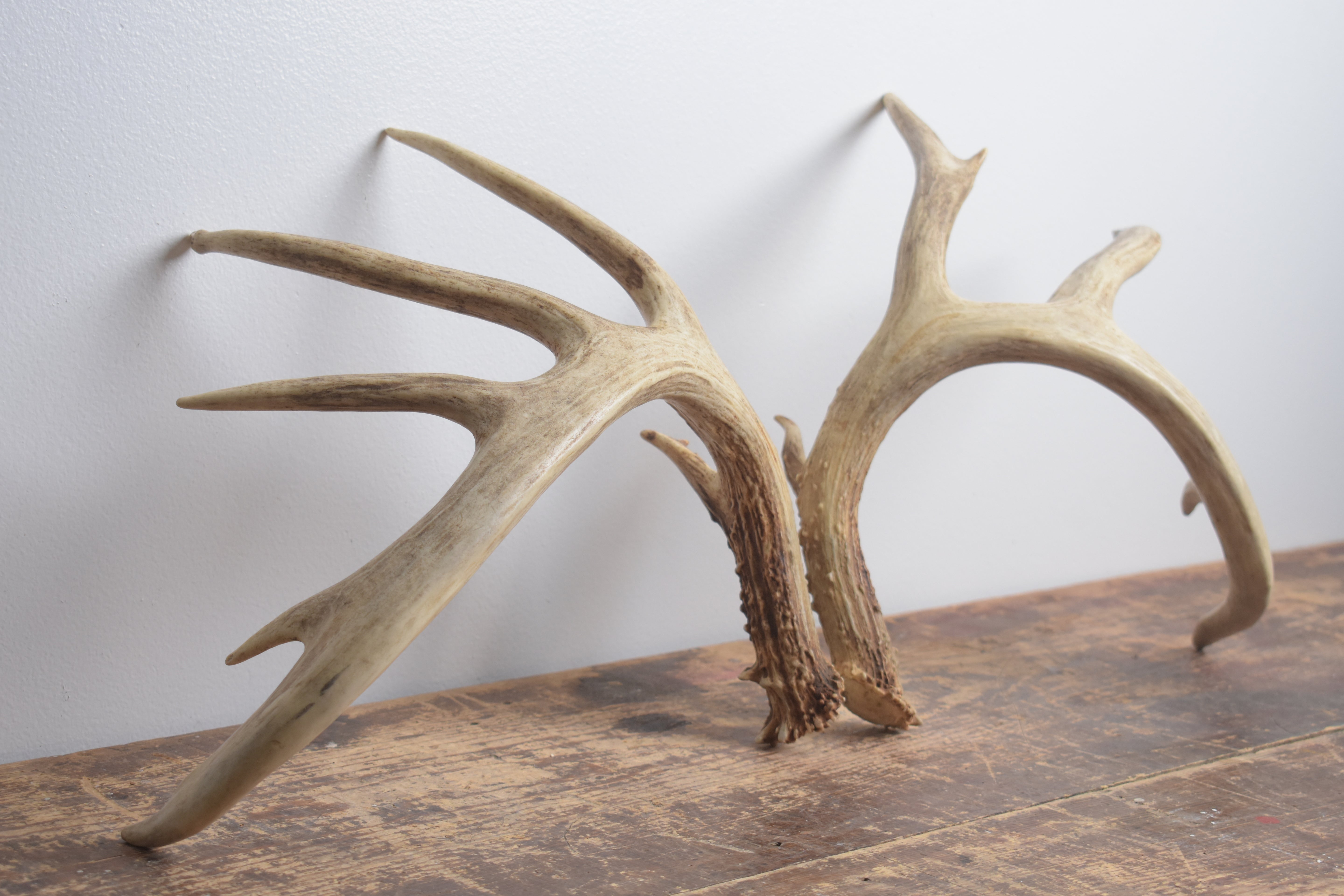 Whitetail Deer Antler Set | Large | 1