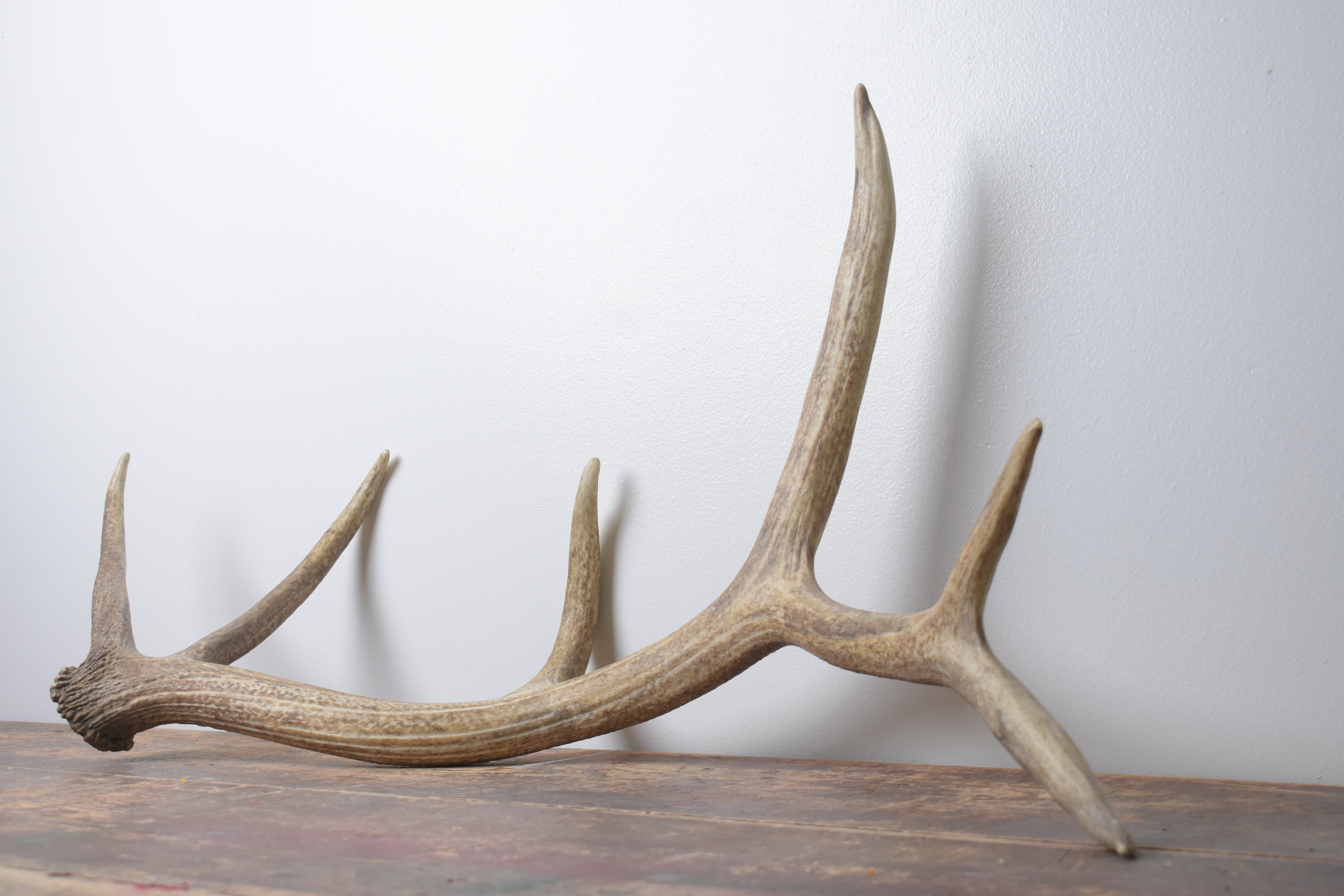 Elk Antler | Medium Size | 160