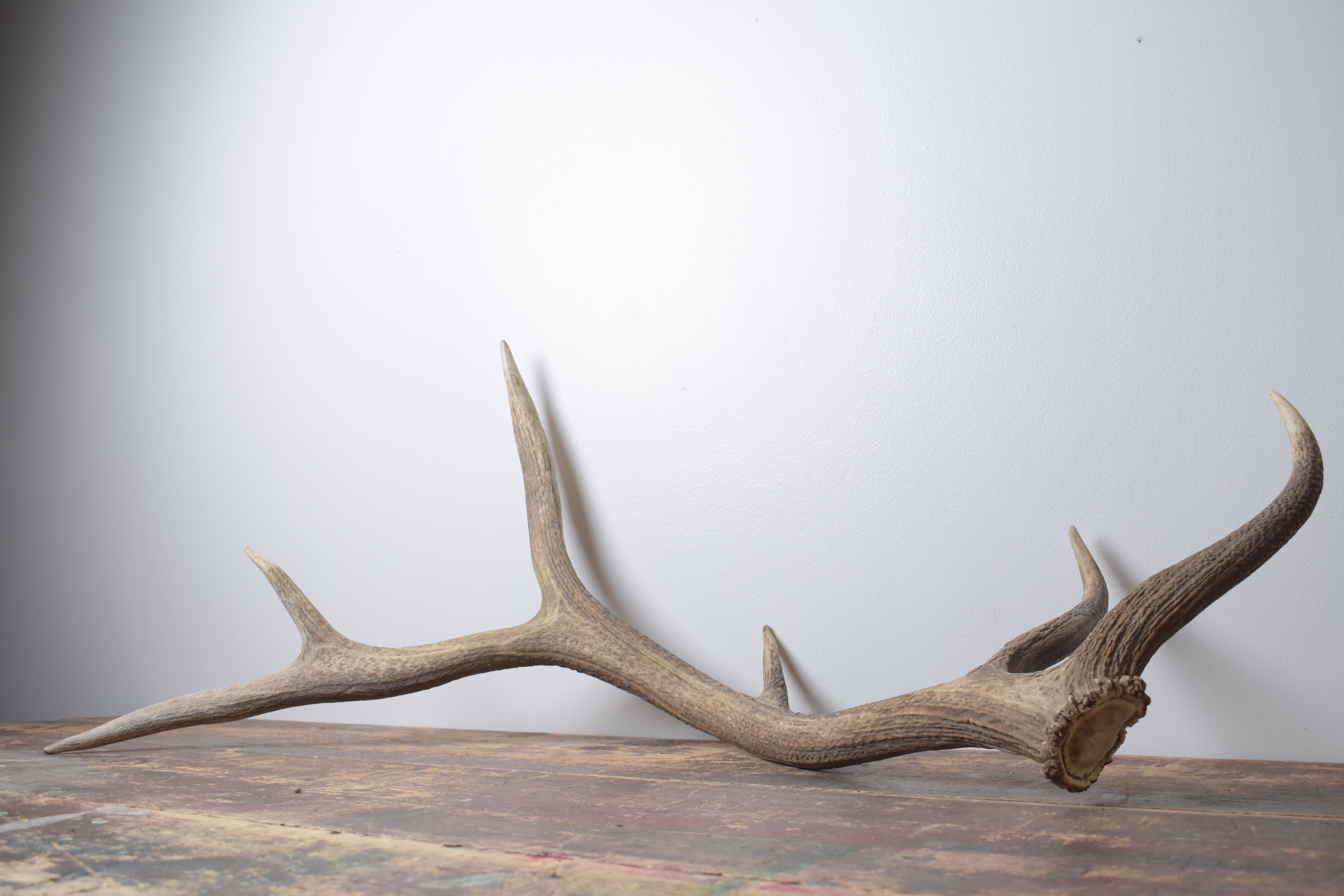Elk Antler | Large Size | 169