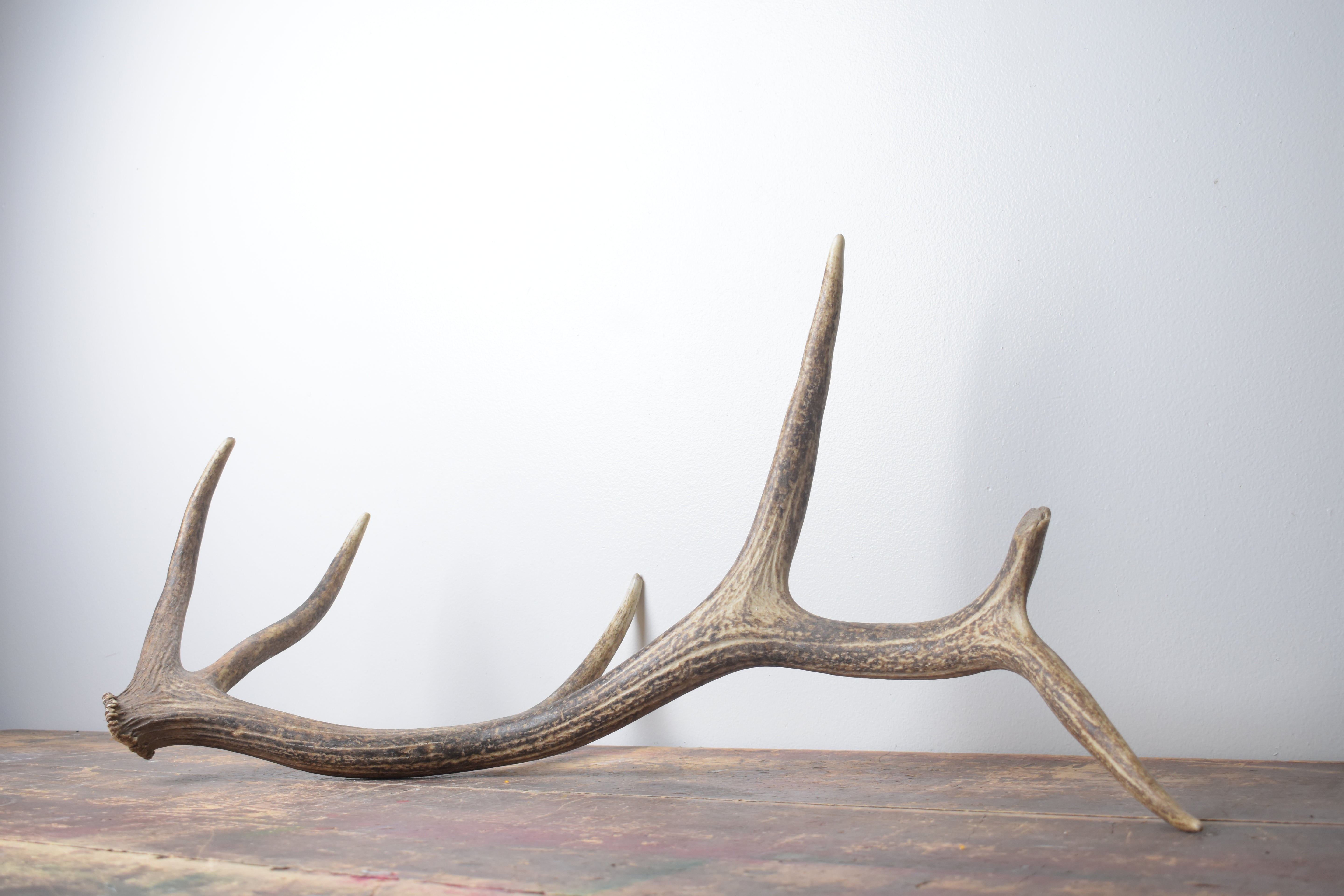 Elk Antler | Medium Size | 159