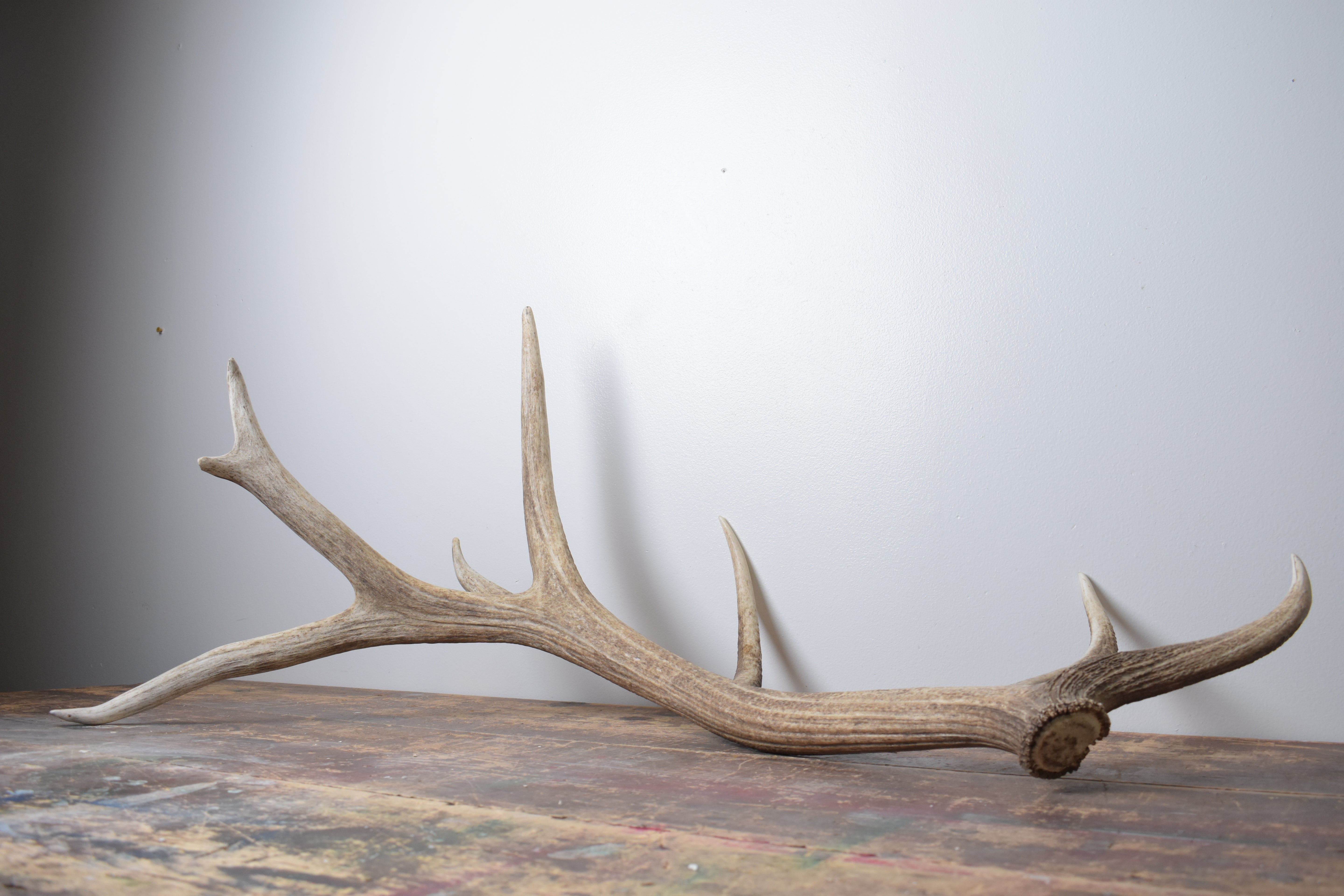 Elk Antler | Extra-Large Size | 176