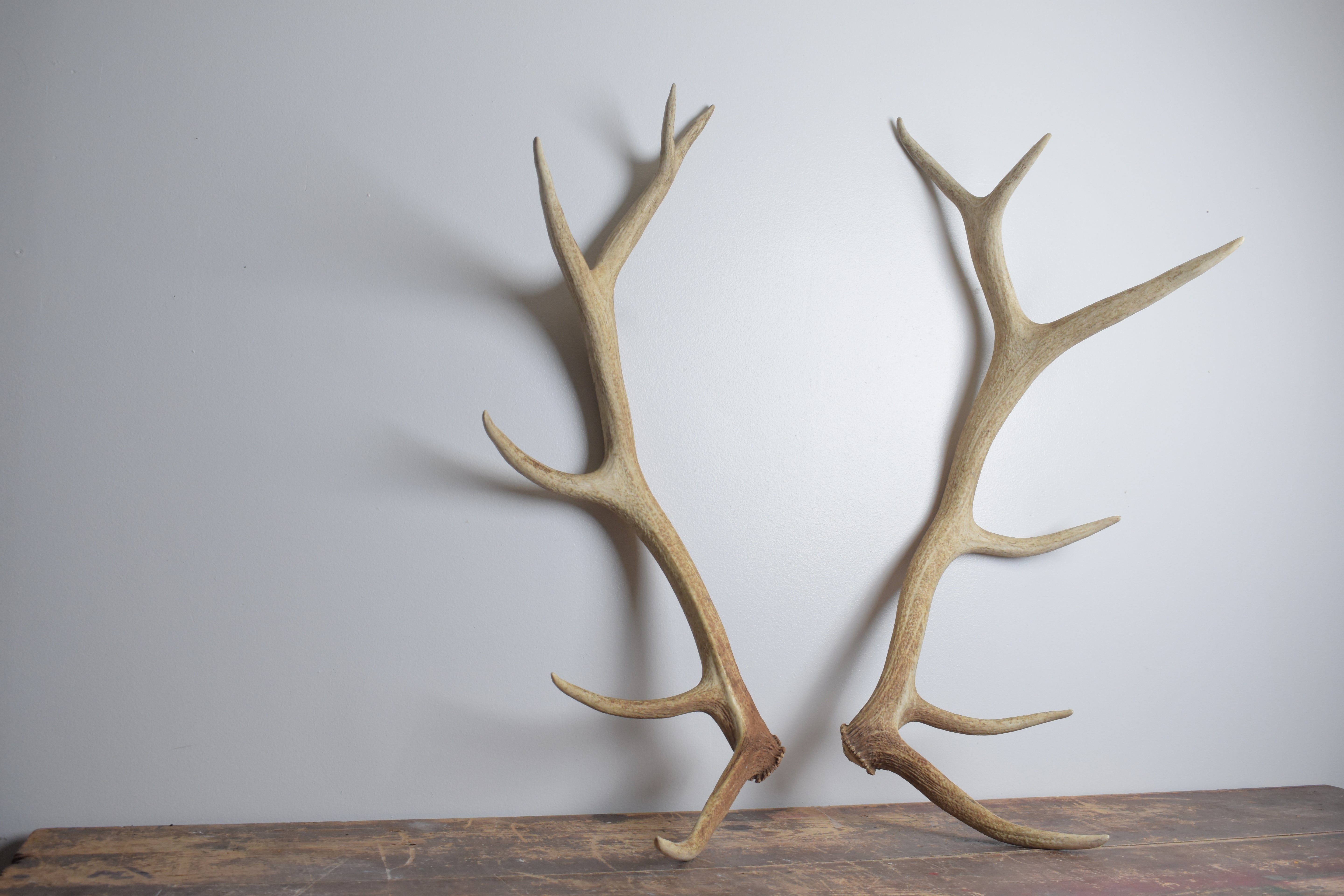 Elk Antler Set | Medium | 154