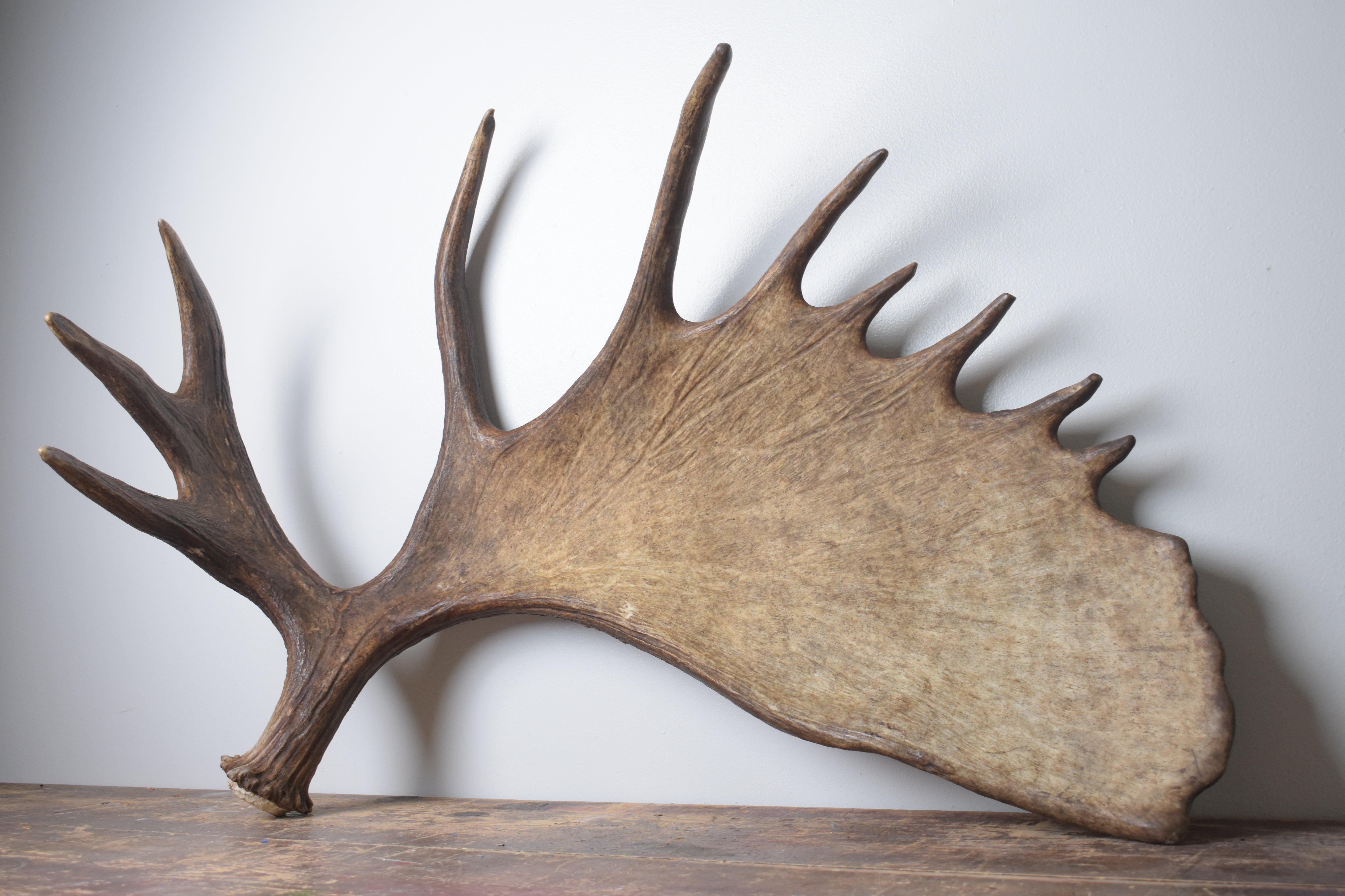 Moose Antler | Extra-Large | 13