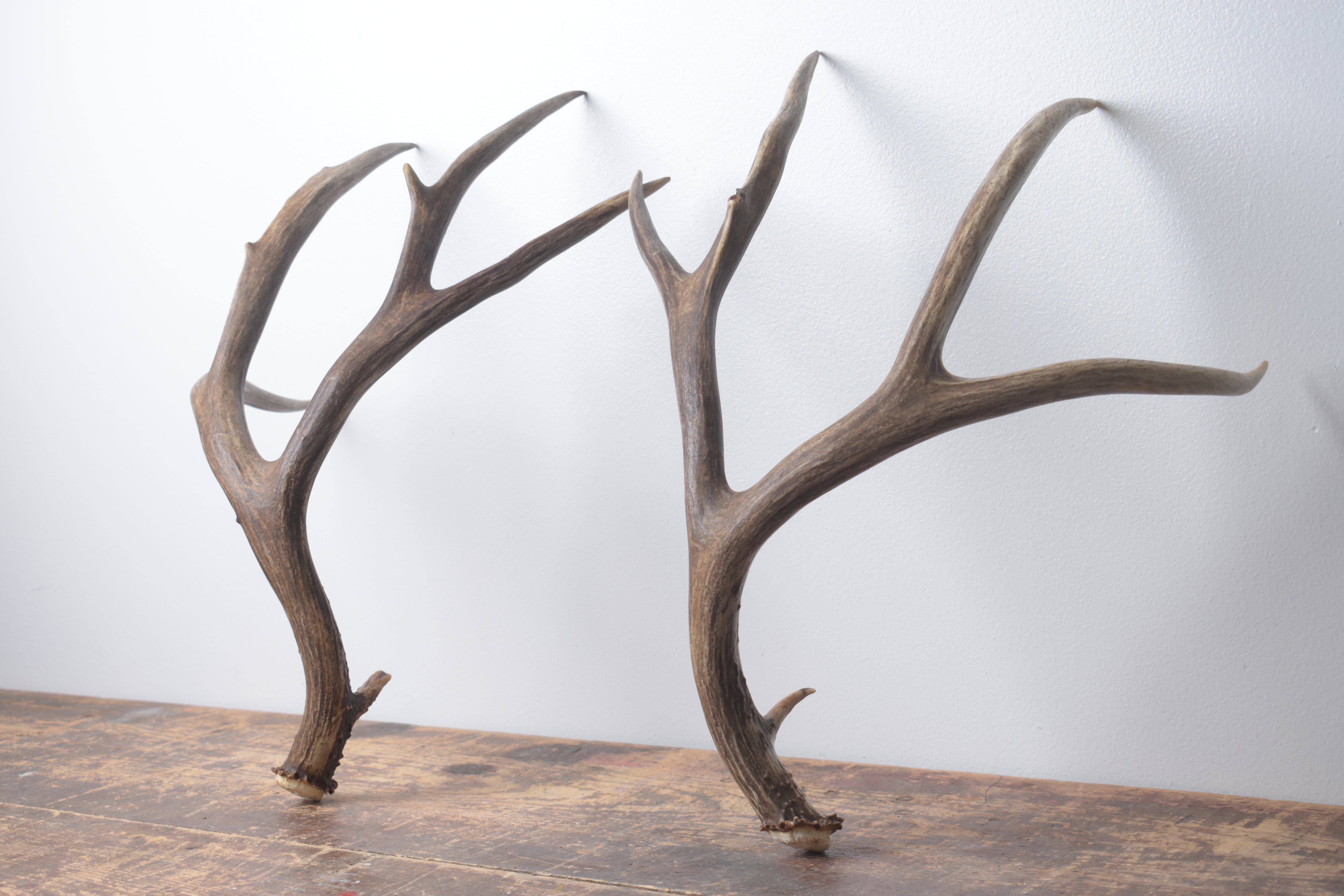 Mule Deer Antler Set | Large | 2