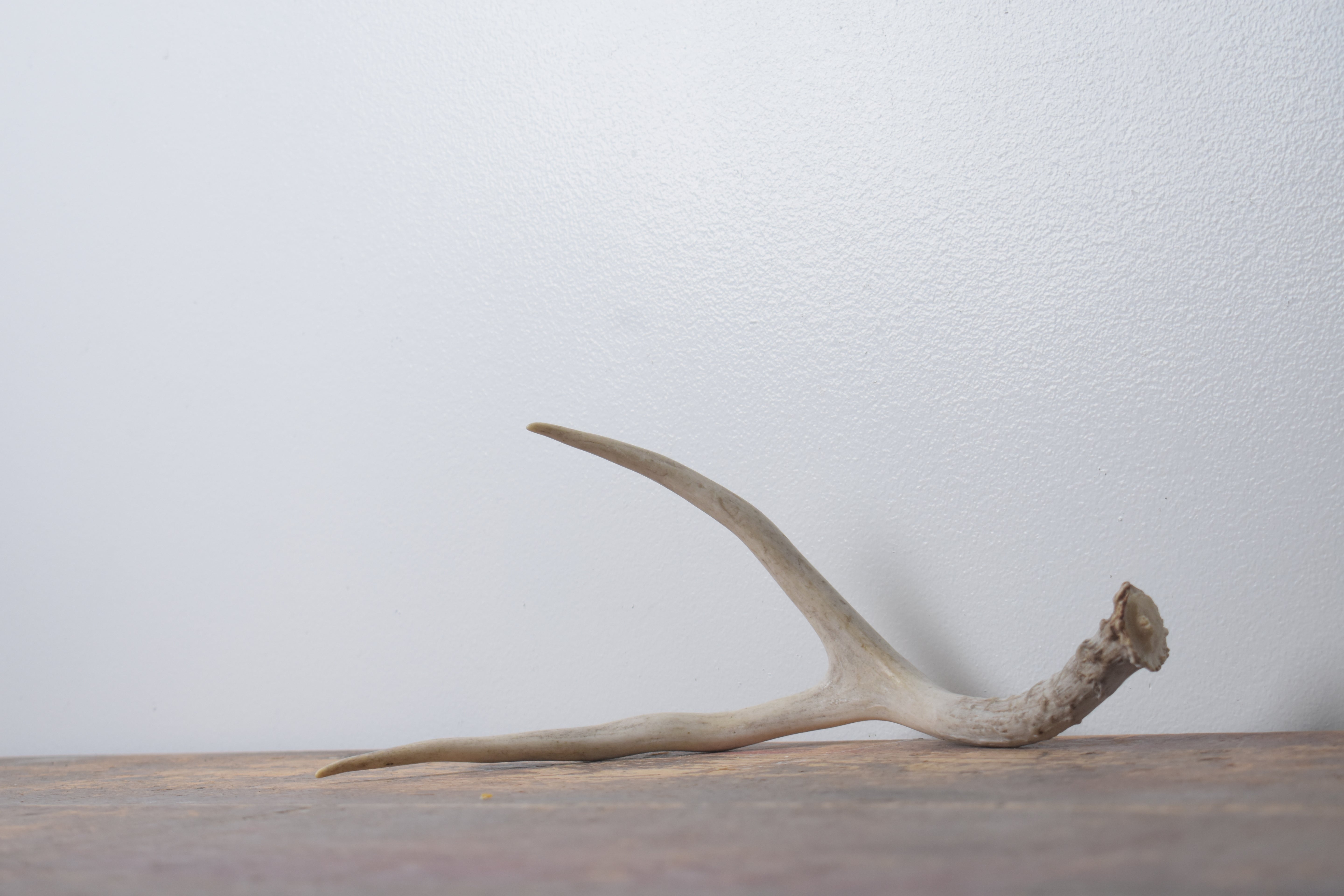 Mule Deer Antler | Small Size | 65