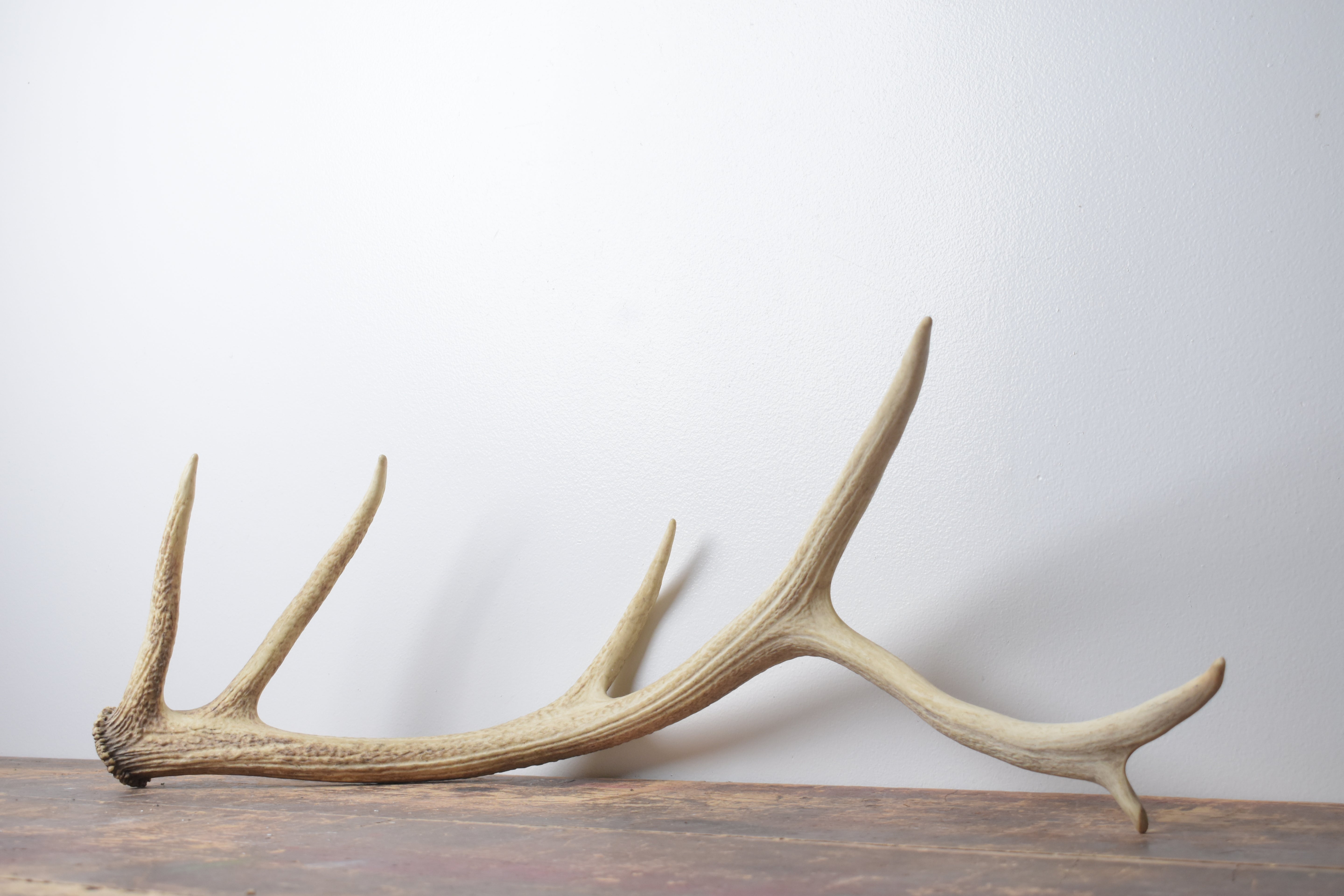 Elk Antler | Medium Size | 128