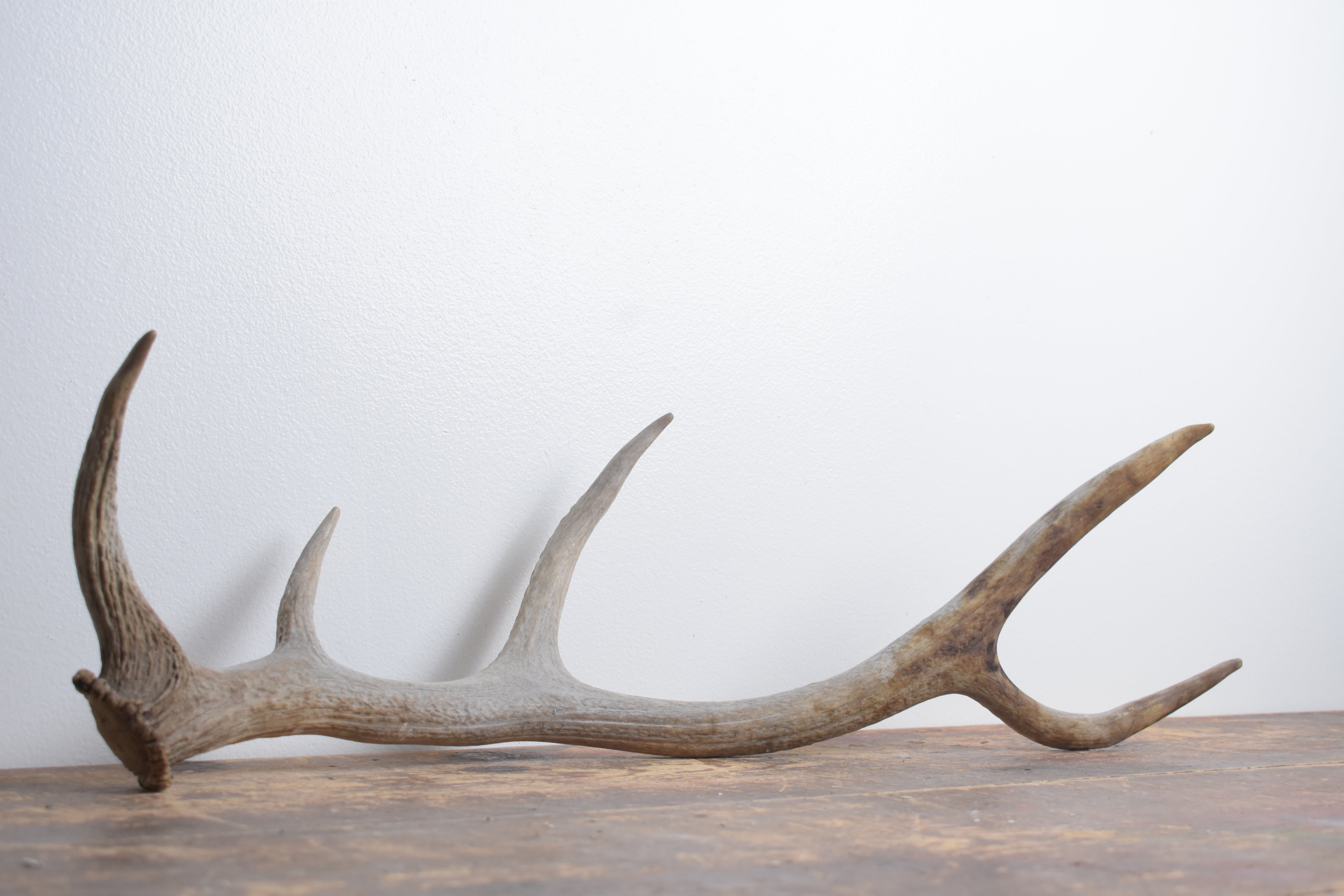 Elk Antler | Small Size | 152