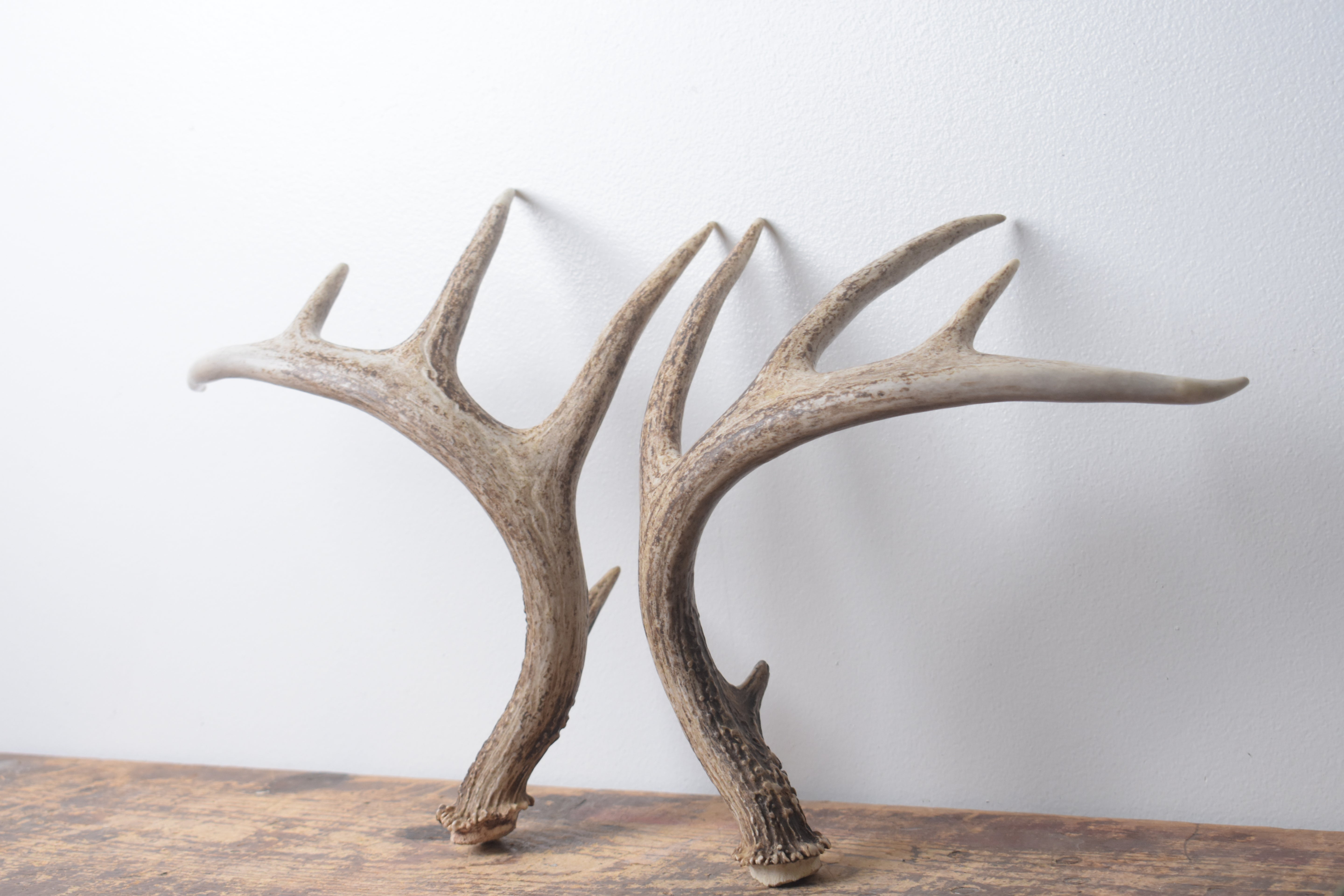 Whitetail Deer Antler Set | Medium | 2