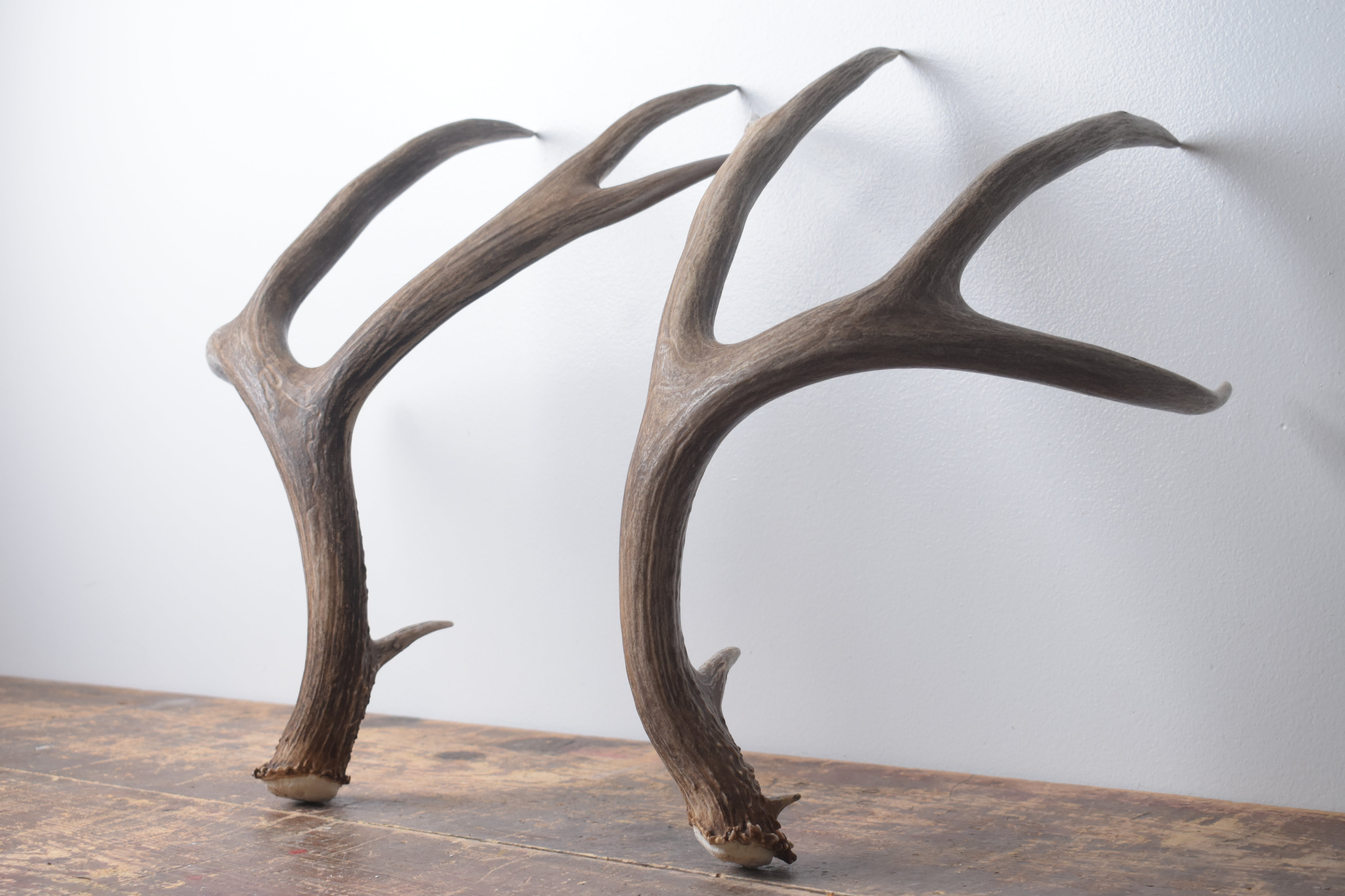 Mule Deer Antler Set | Extra-Large | 1