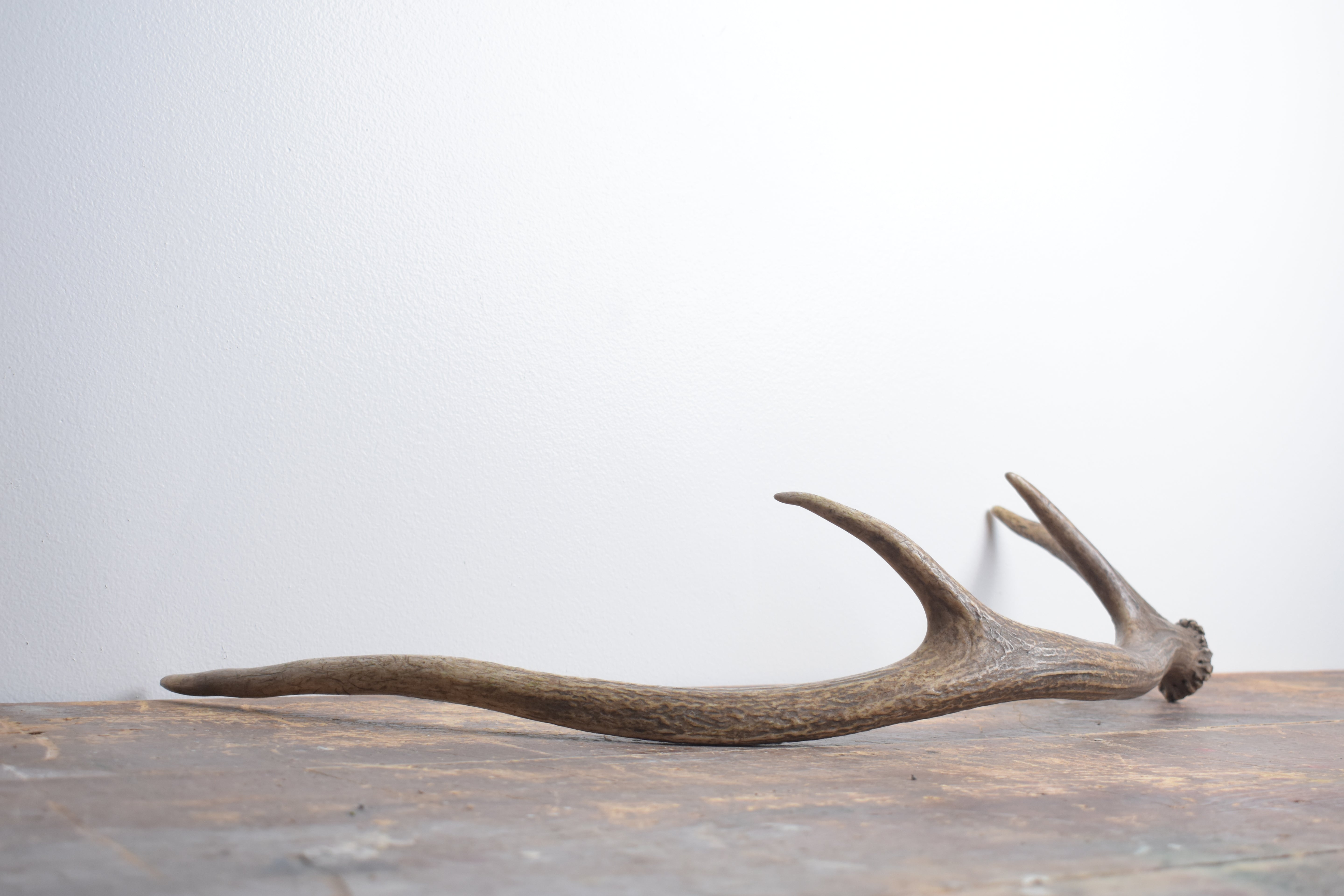 Elk Antler | Small Size | 134