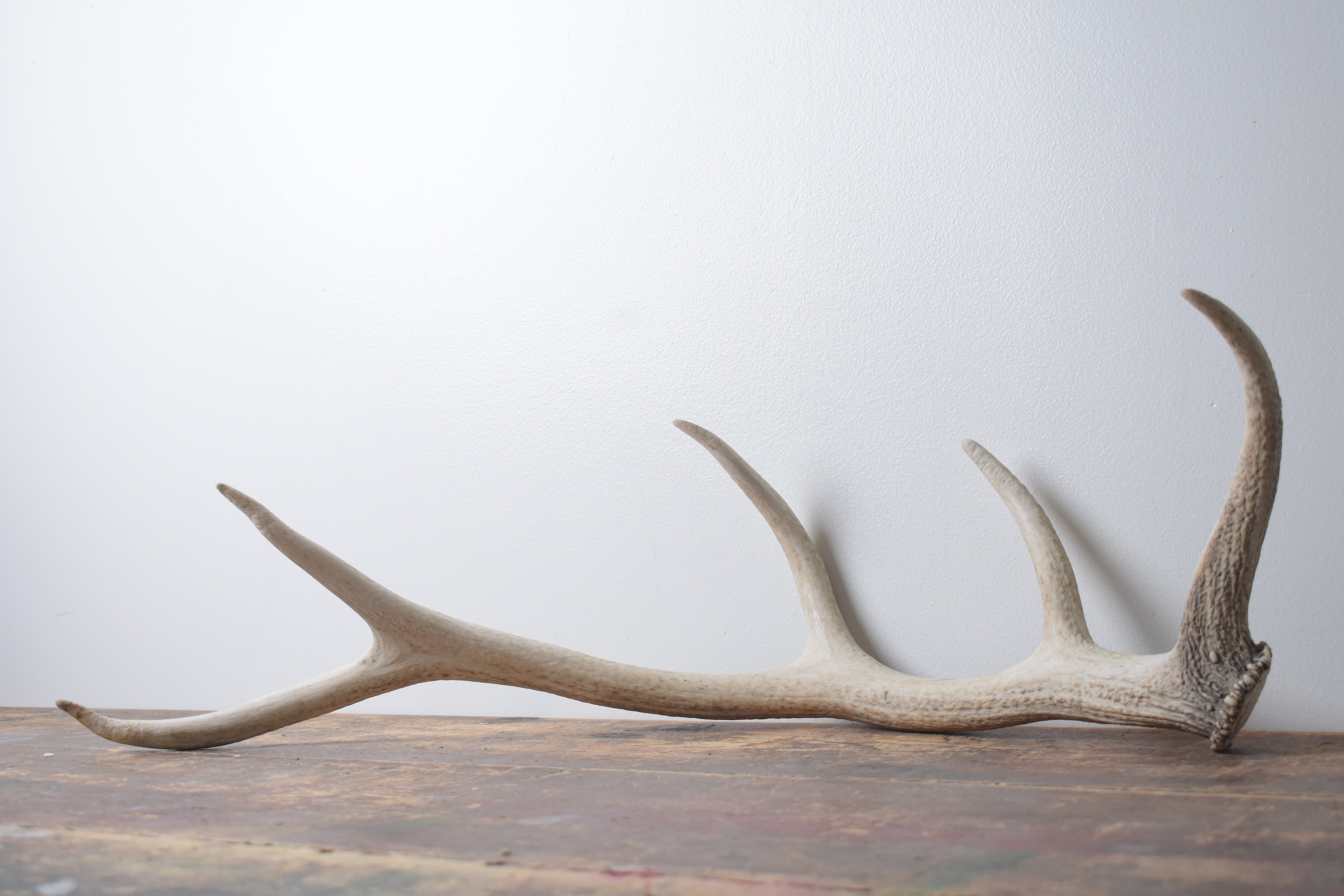 Elk Antler | Medium Size | 122