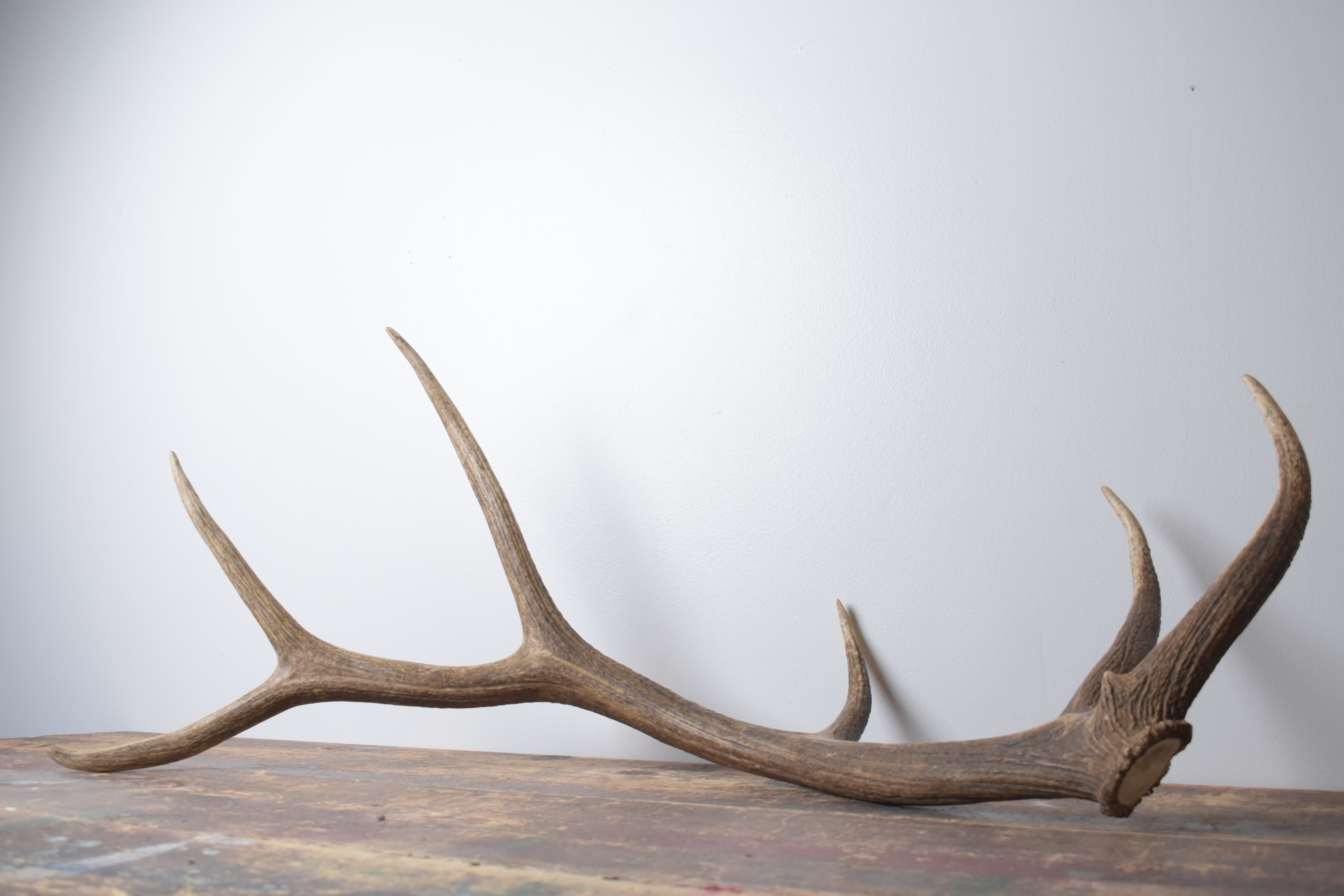 Elk Antler | Large Size | 170