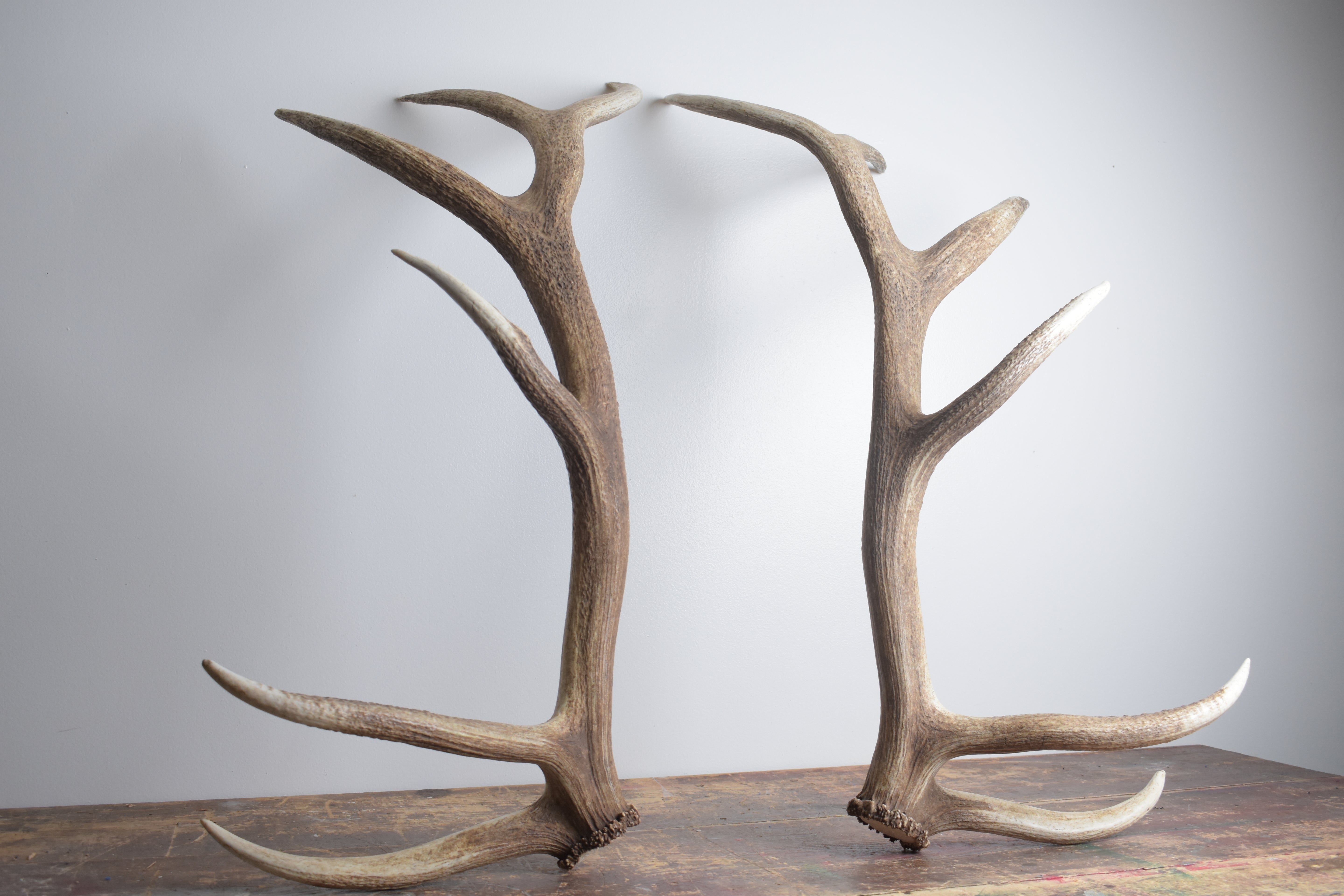 Elk Antler Set | Extra-Large | 166