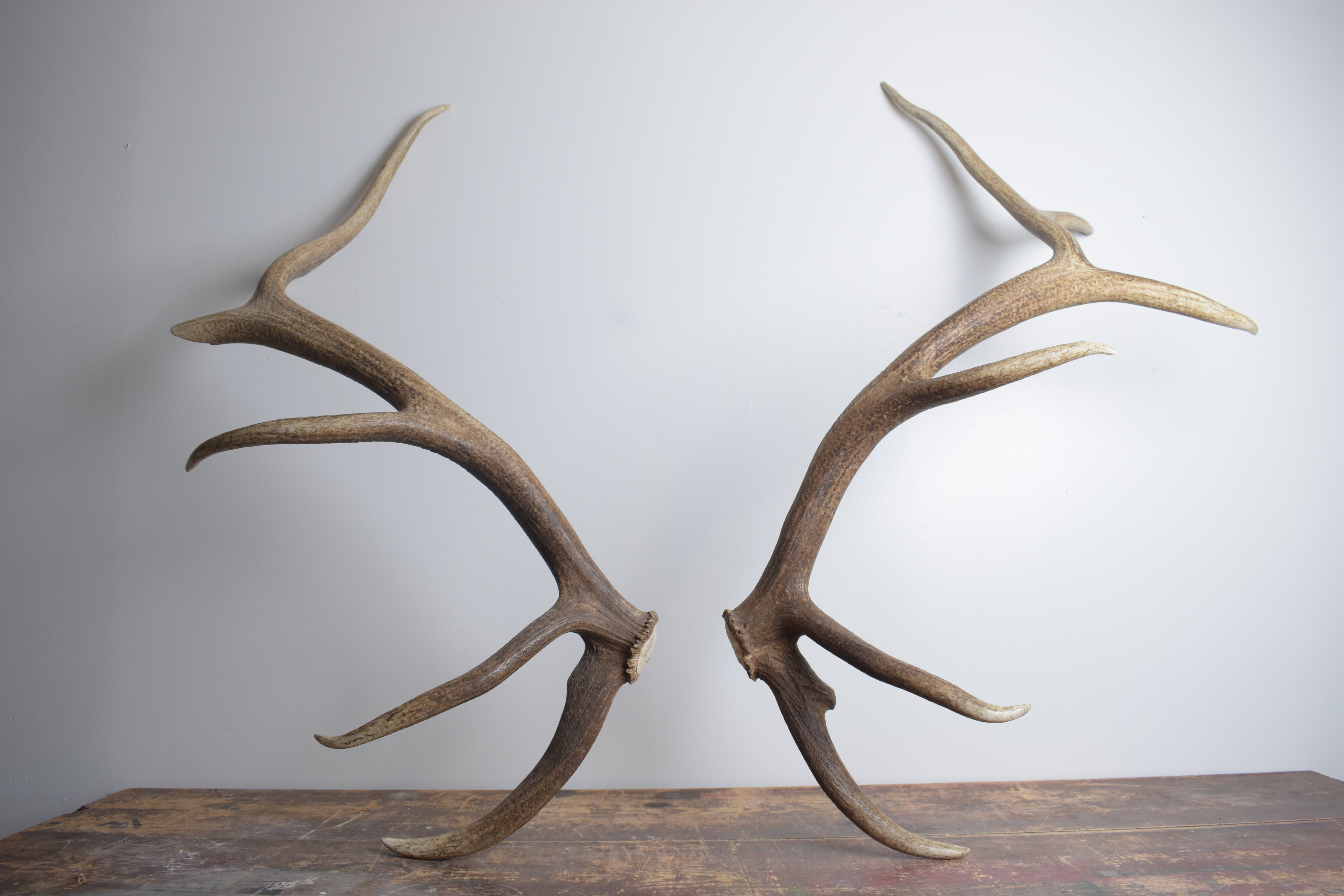 Elk Antler Set | Extra-Large | 155