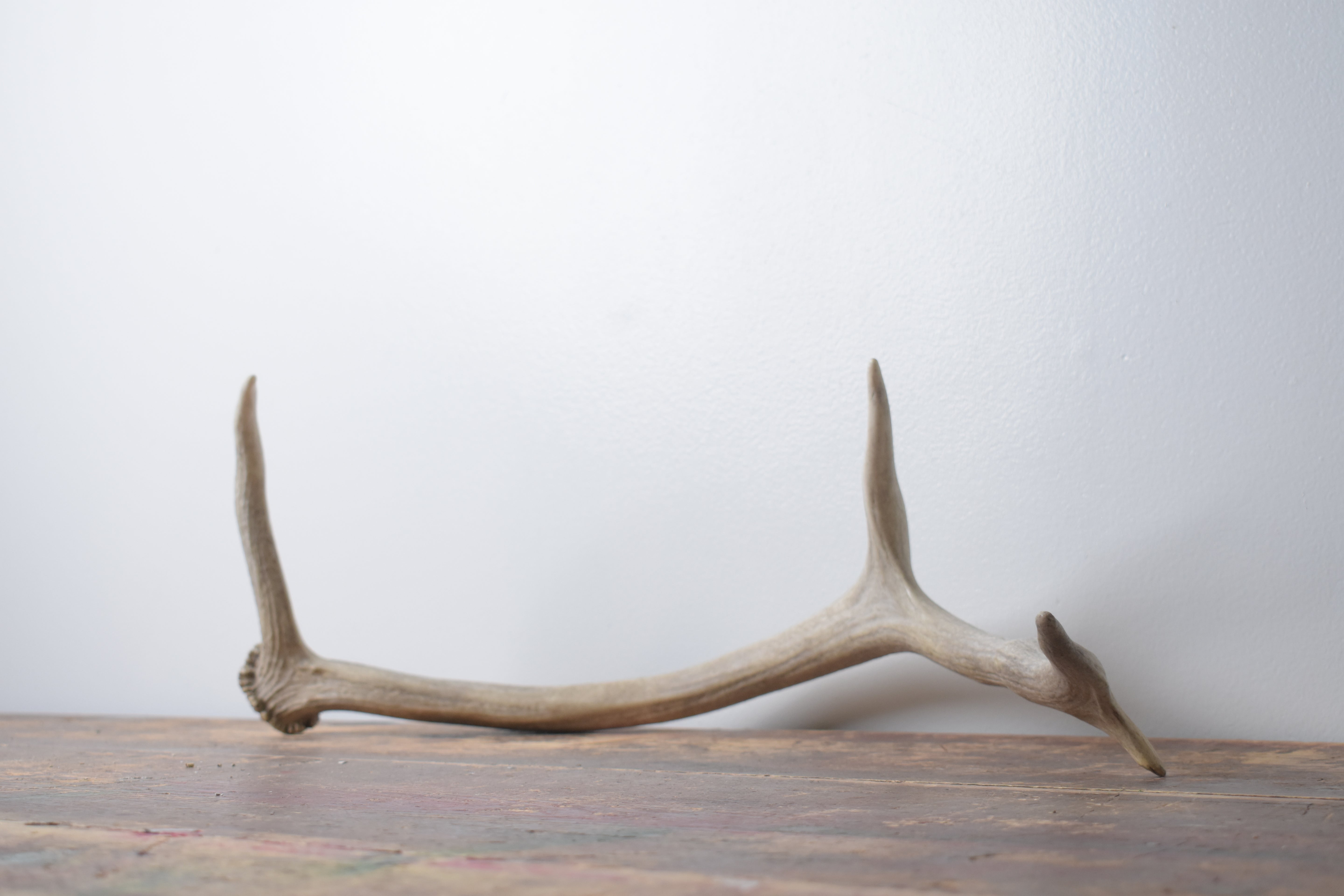 Elk Antler | Small Size | 130